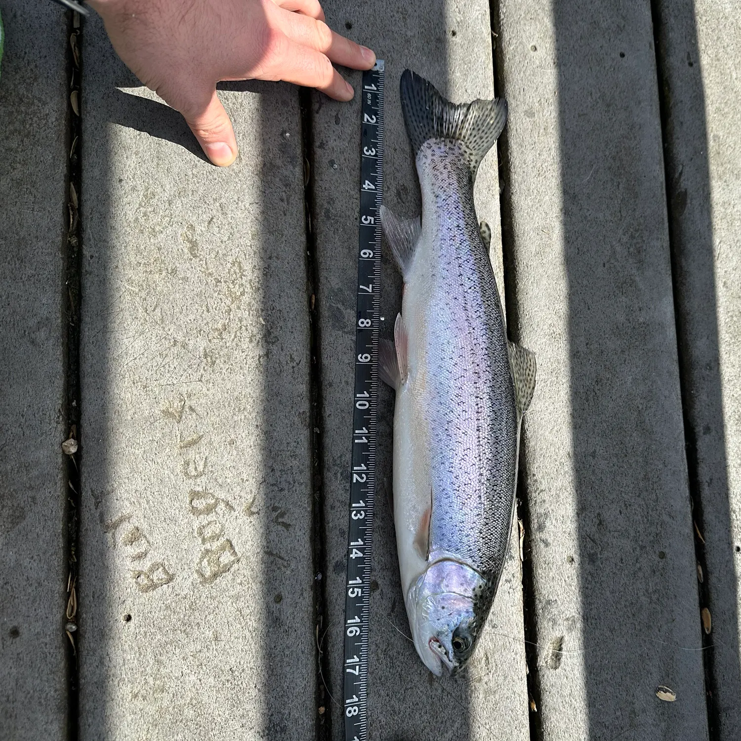 recently logged catches