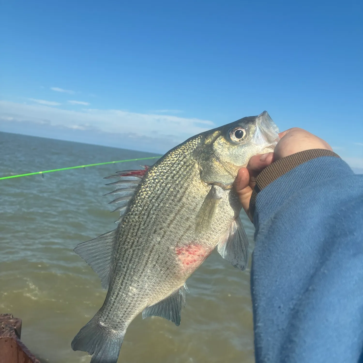 White bass caught on Fishbrain