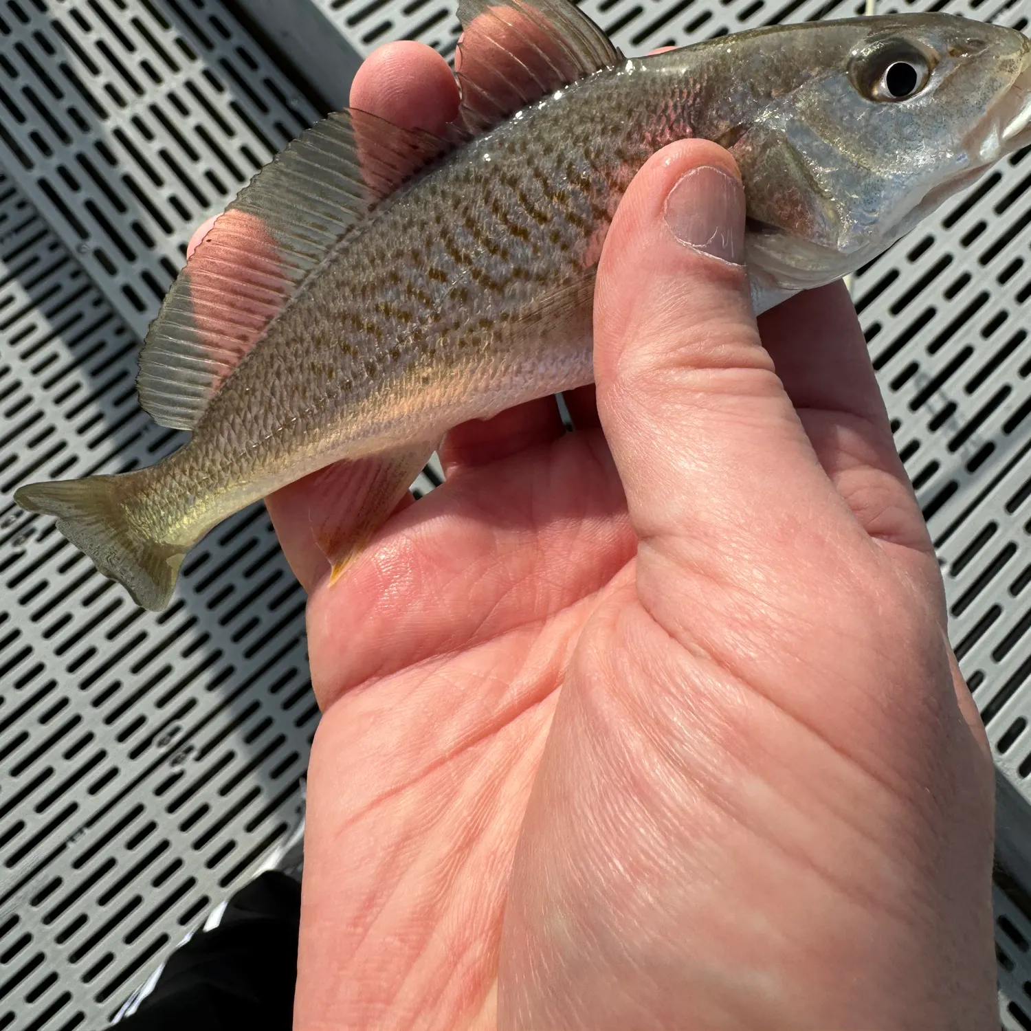 The most recent Atlantic croaker catches on Fishbrain