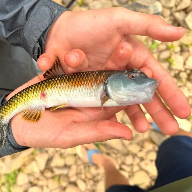 The most recent Bull chub catches on Fishbrain