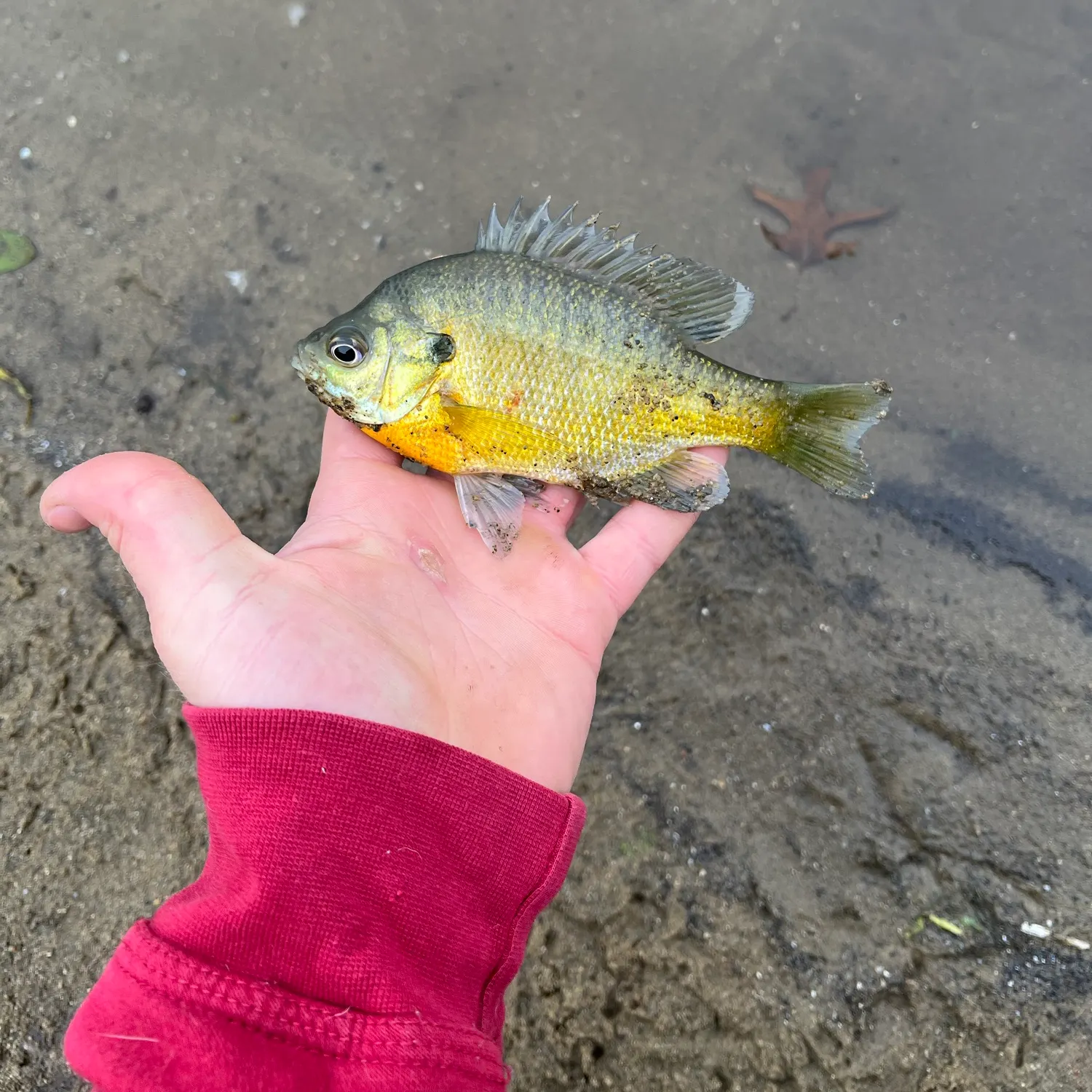 Bluegill caught on Fishbrain