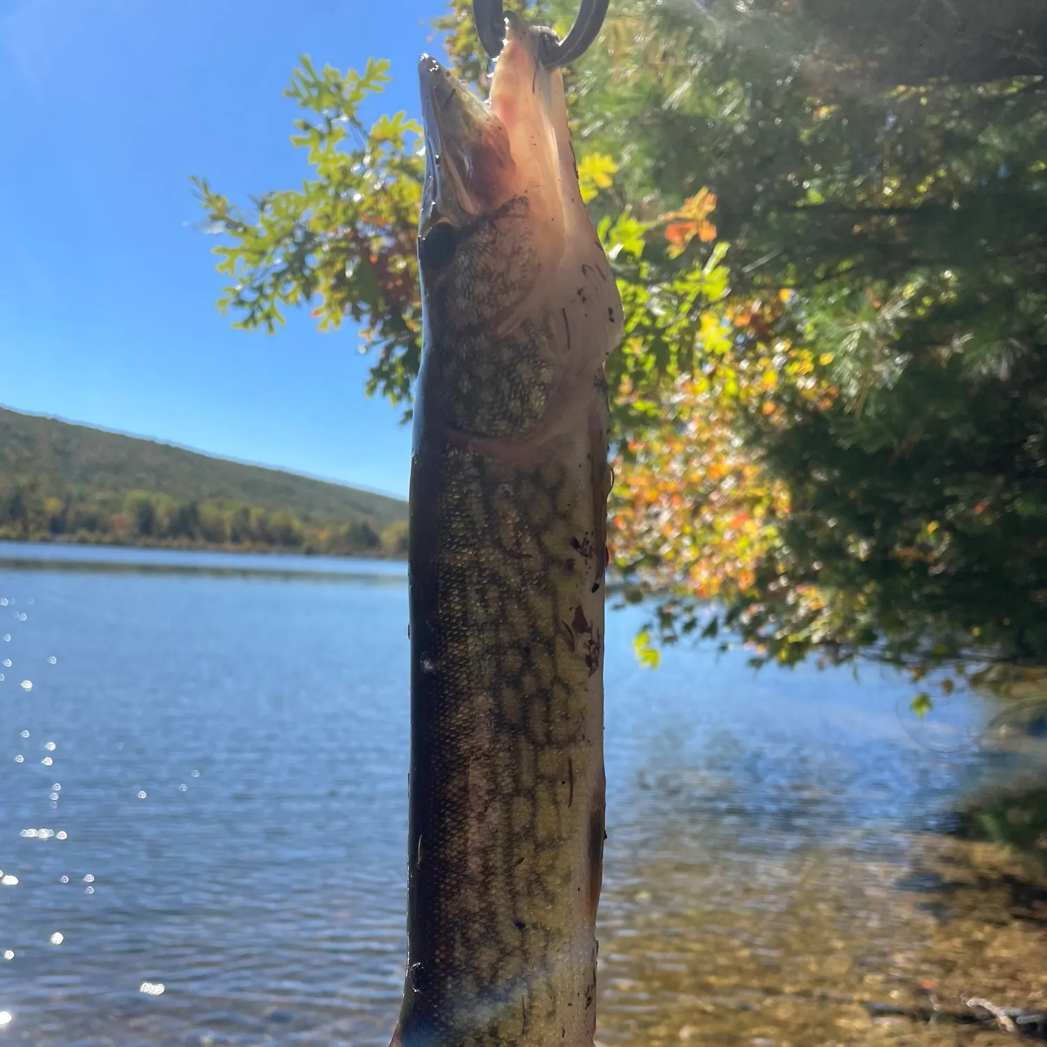 Chain pickerel caught on Fishbrain