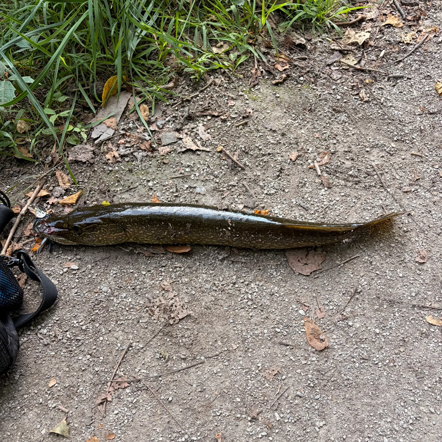 Northern pike caught on Fishbrain