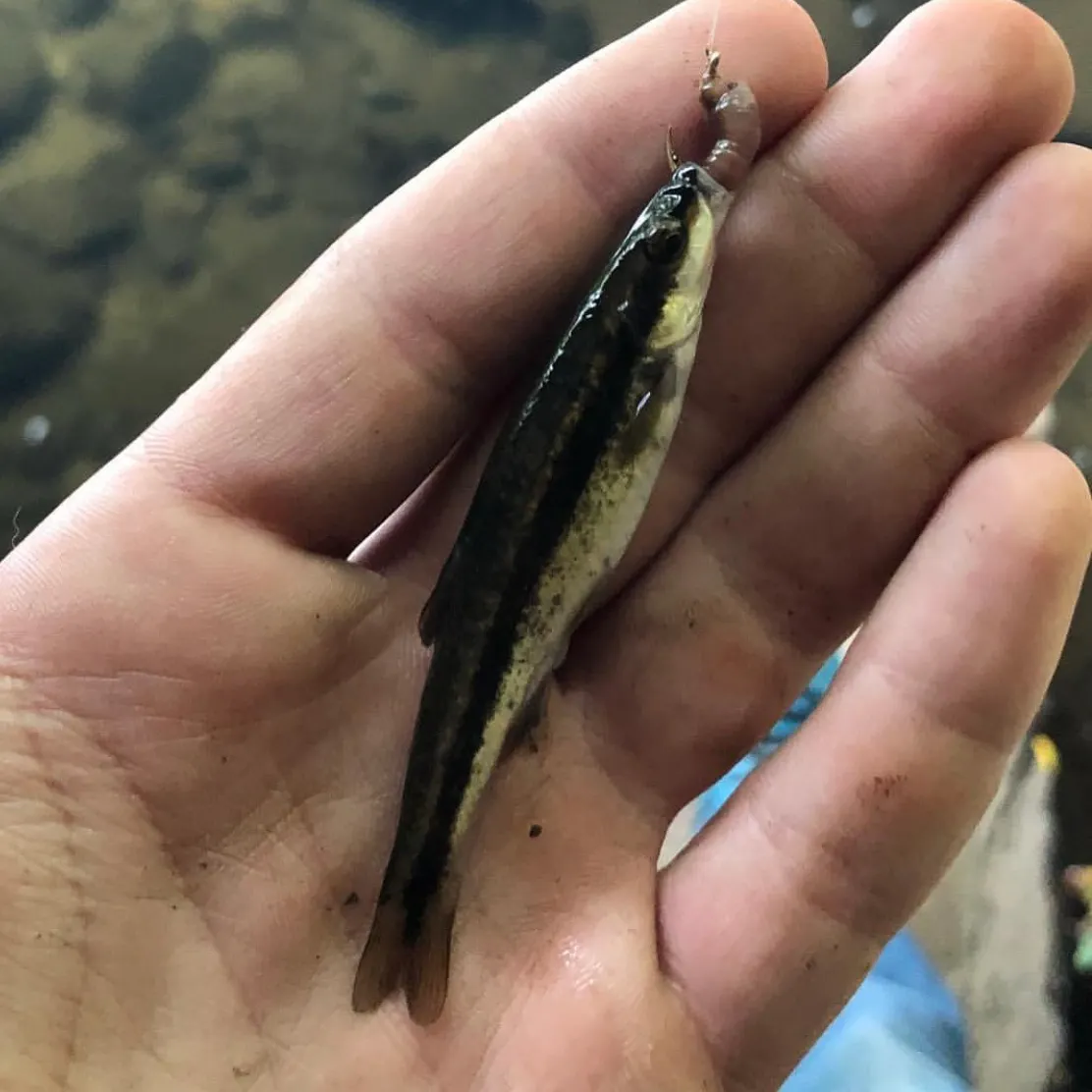 The most recent Eastern blacknose dace catches on Fishbrain