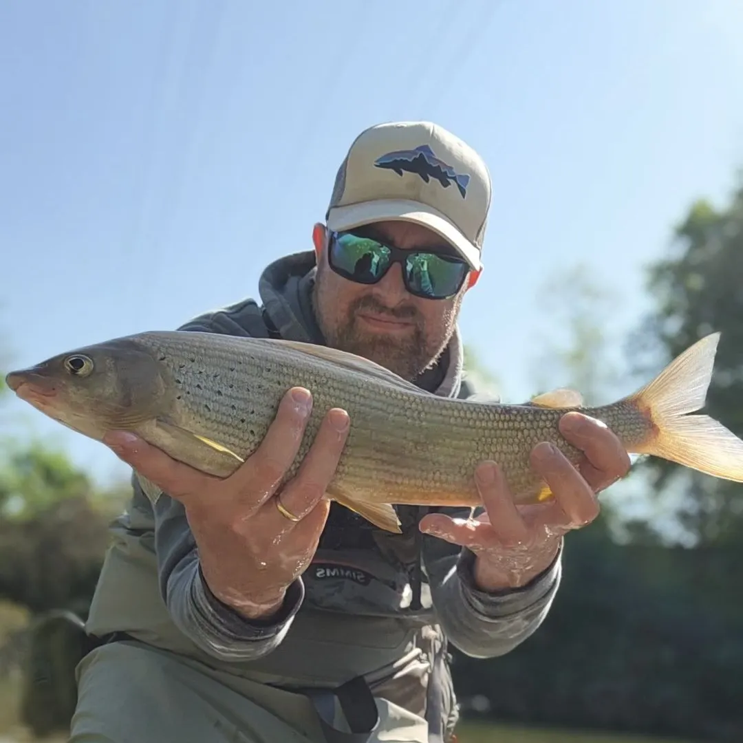 most liked catch image