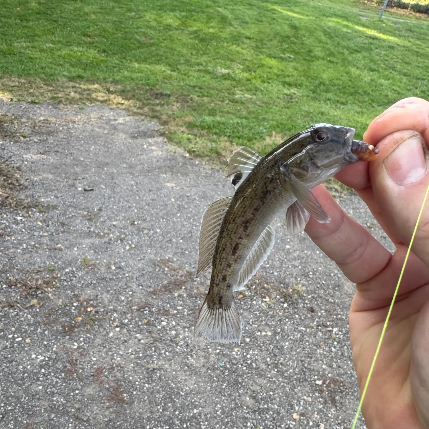 Round goby caught on Fishbrain