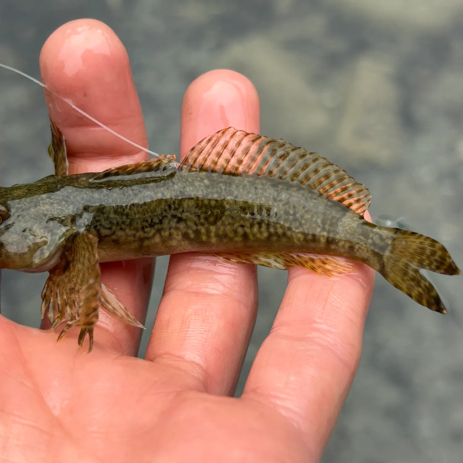 The most recent Coastrange sculpin catches on Fishbrain