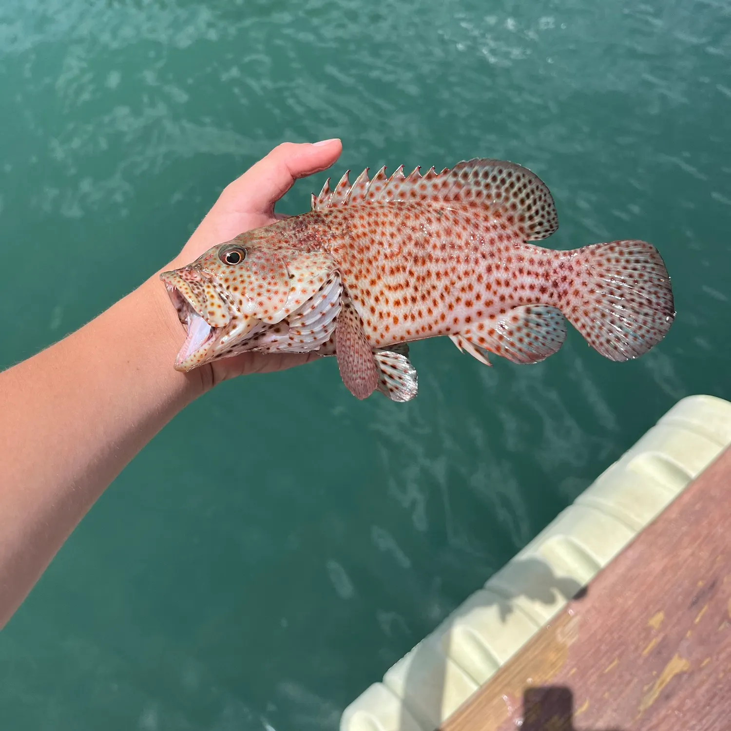 The most recent Graysby grouper catches on Fishbrain