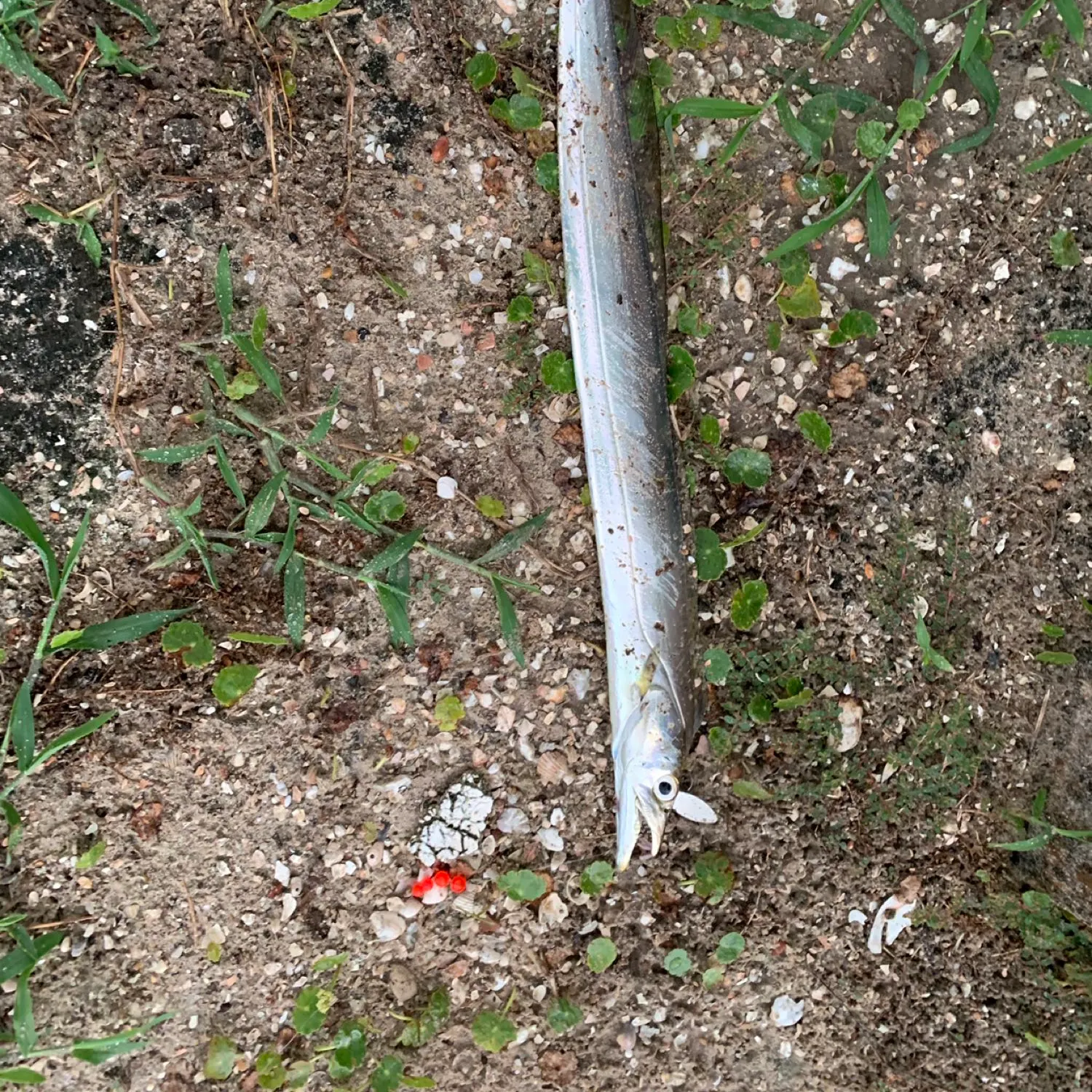 angler catch
