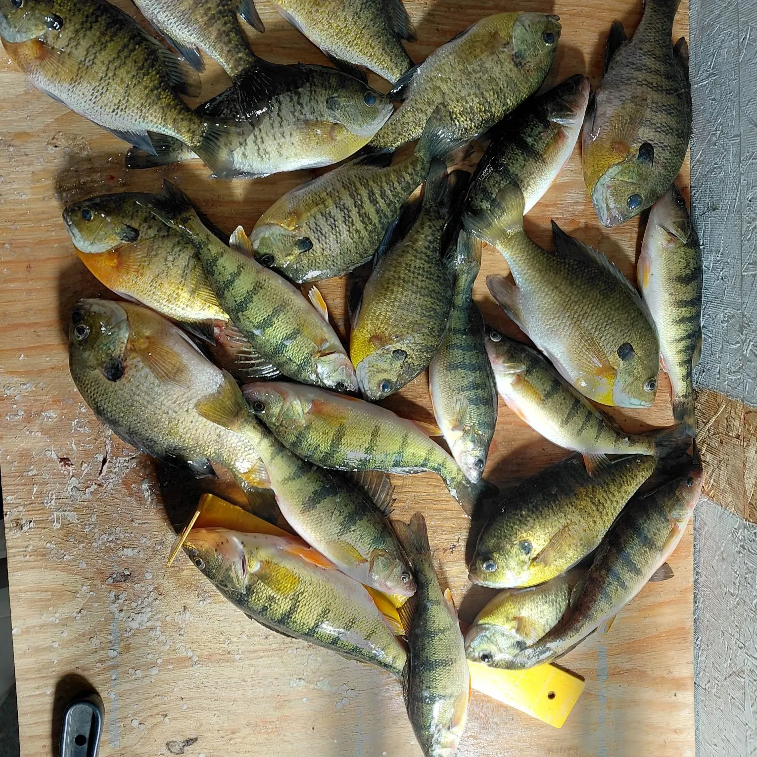 recently logged catches