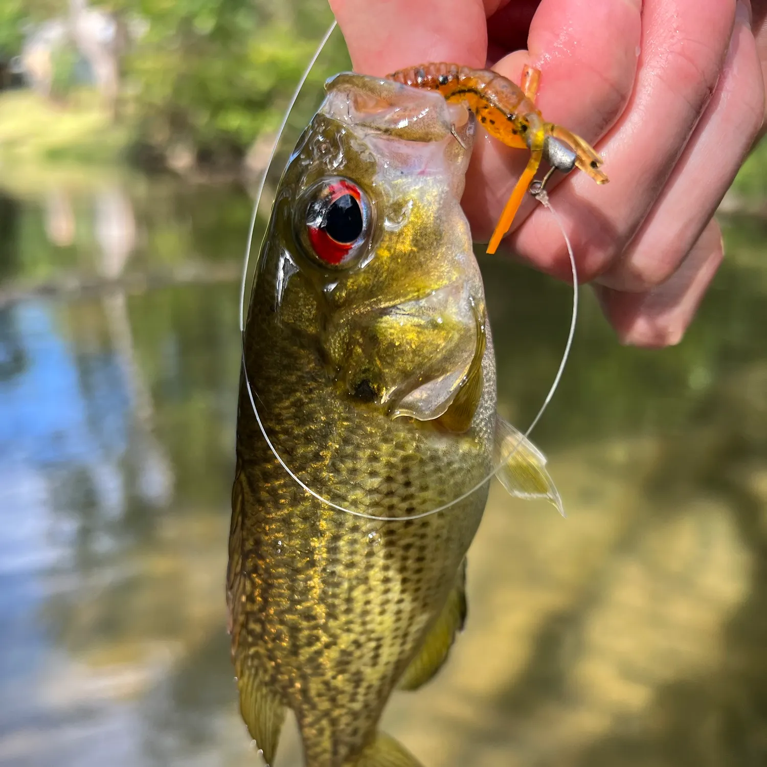 Rock bass caught on Fishbrain