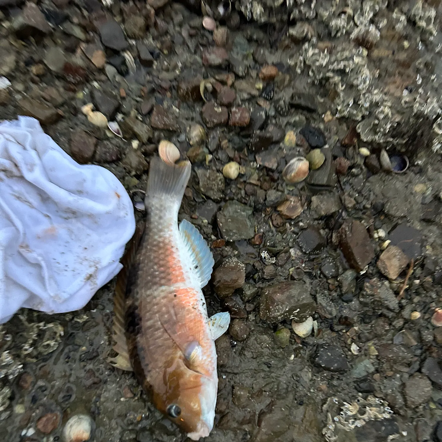 The most recent Spotty wrasse catches on Fishbrain