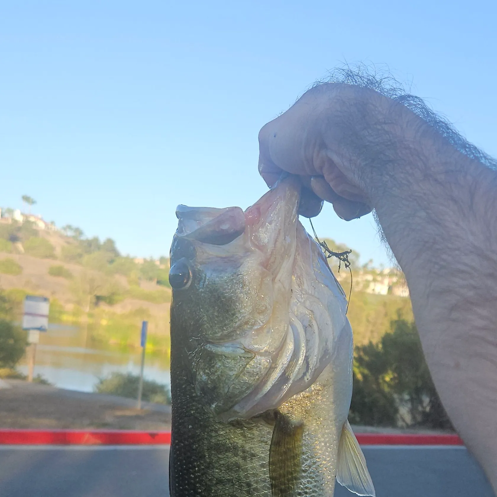 Largemouth bass caught on Fishbrain