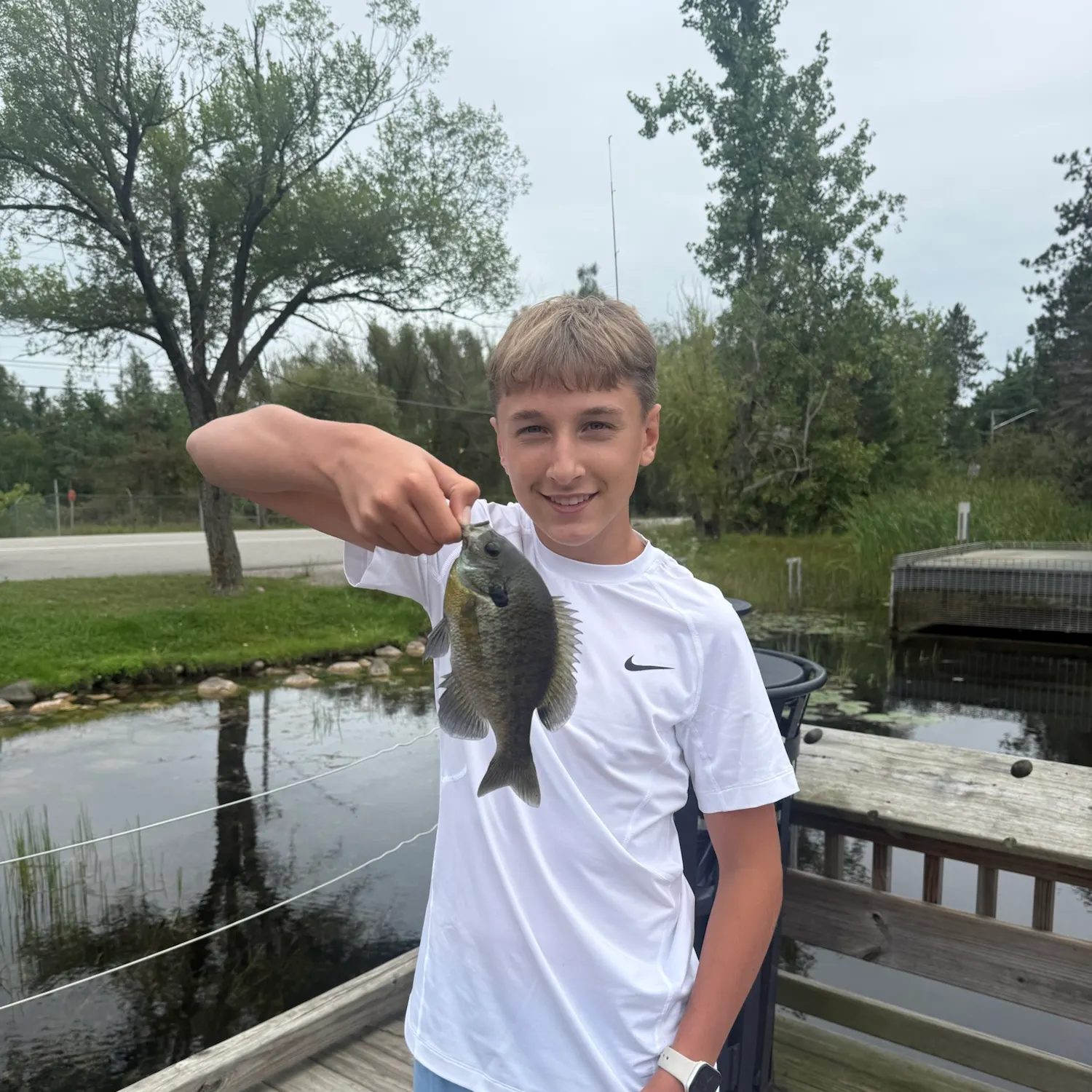 Bluegill caught on Fishbrain