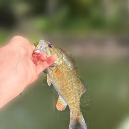 Smallmouth bass caught on Fishbrain