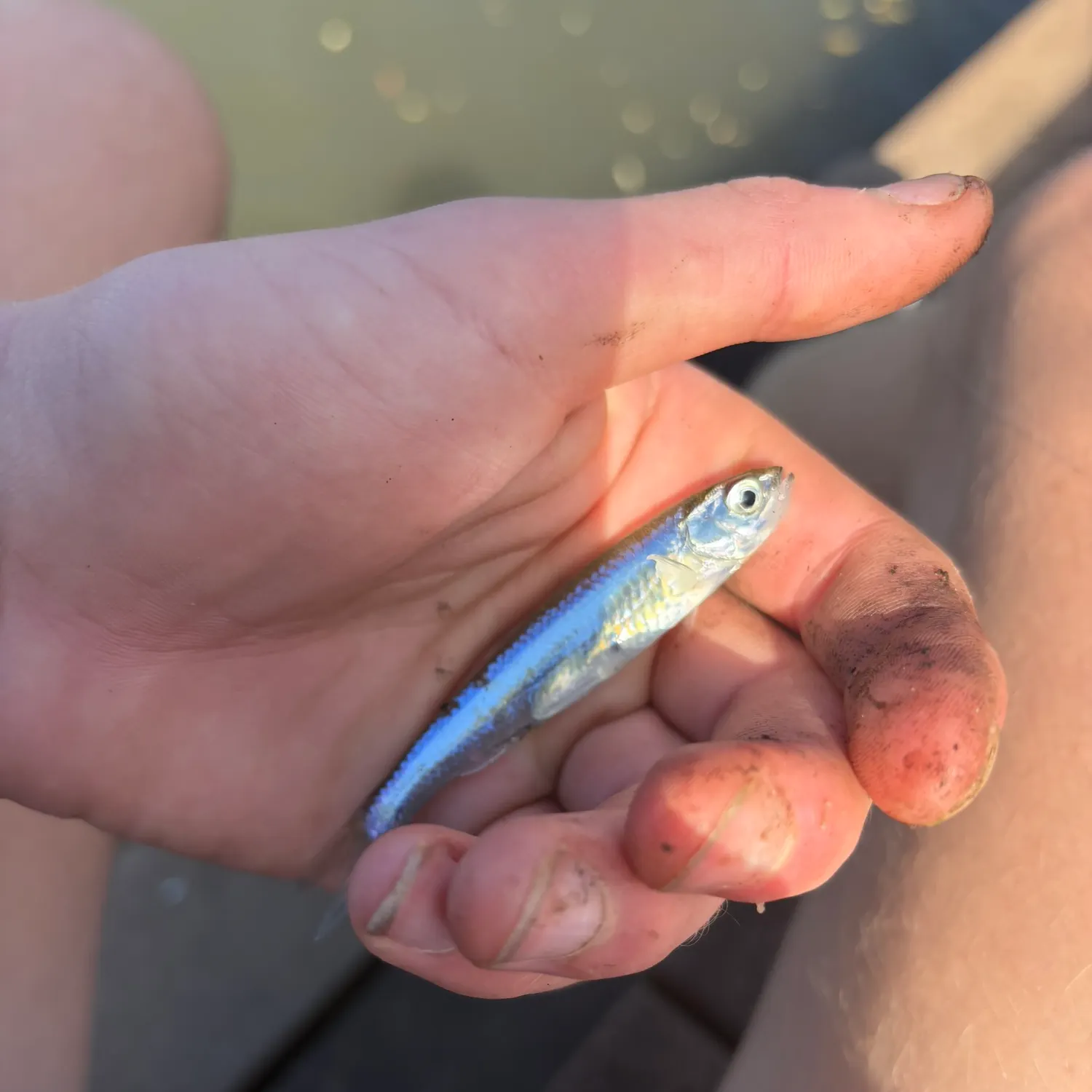 The most recent Emerald shiner catches on Fishbrain