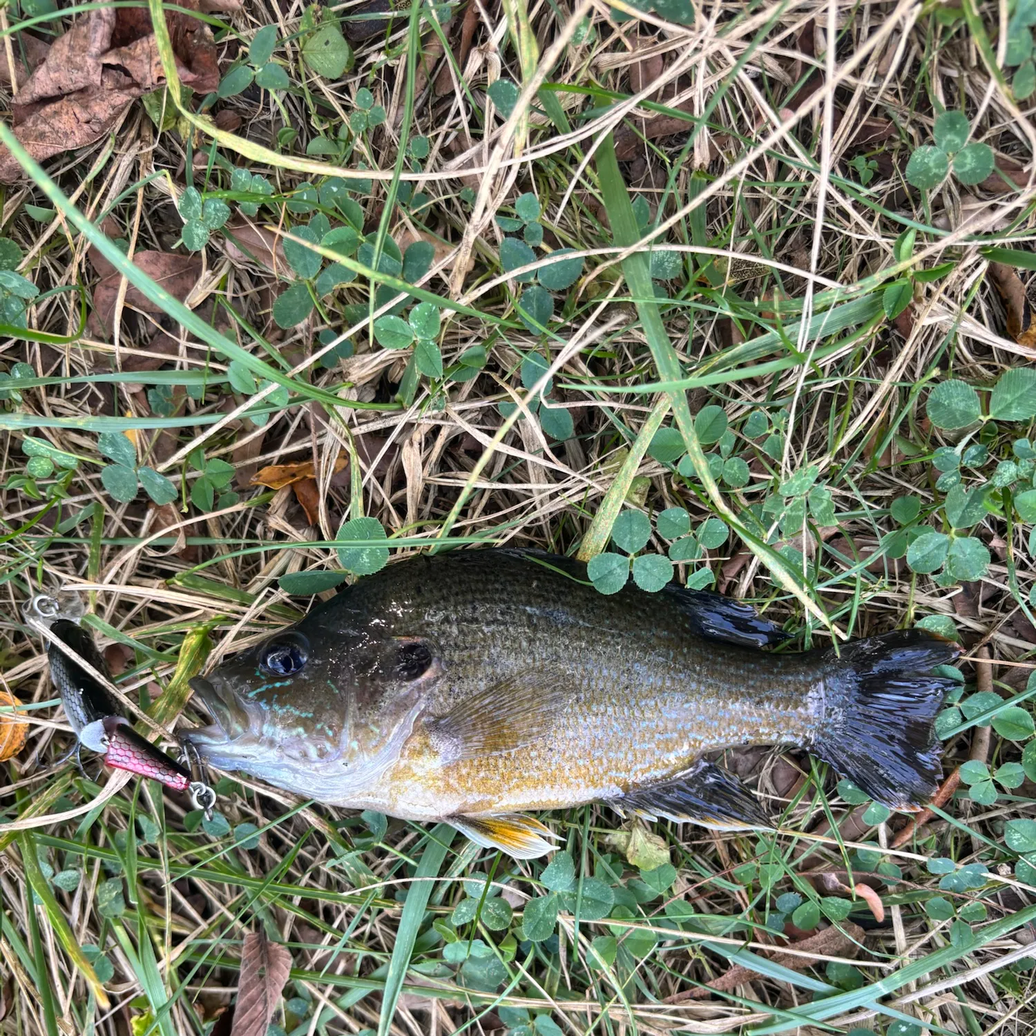 Green sunfish caught on Fishbrain