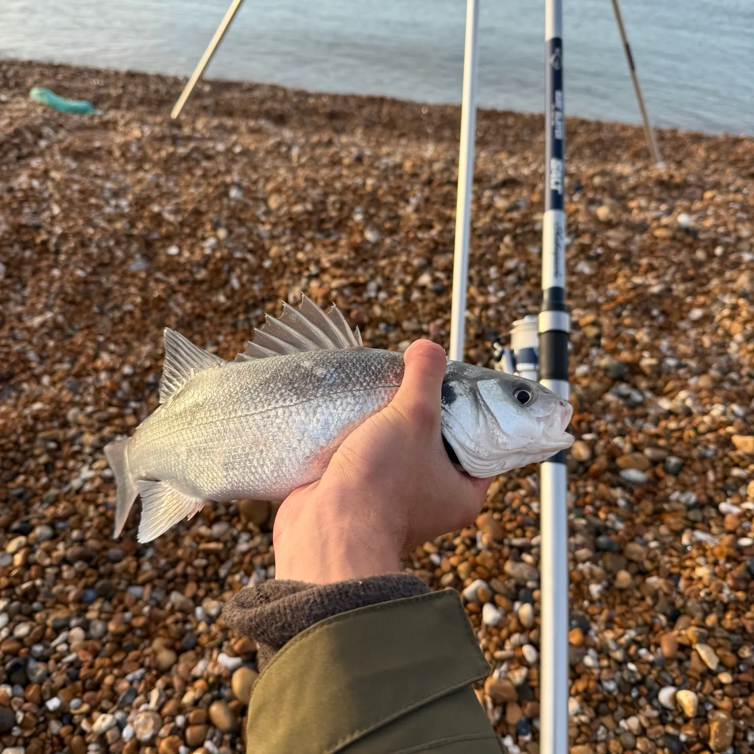 European seabass caught on Fishbrain
