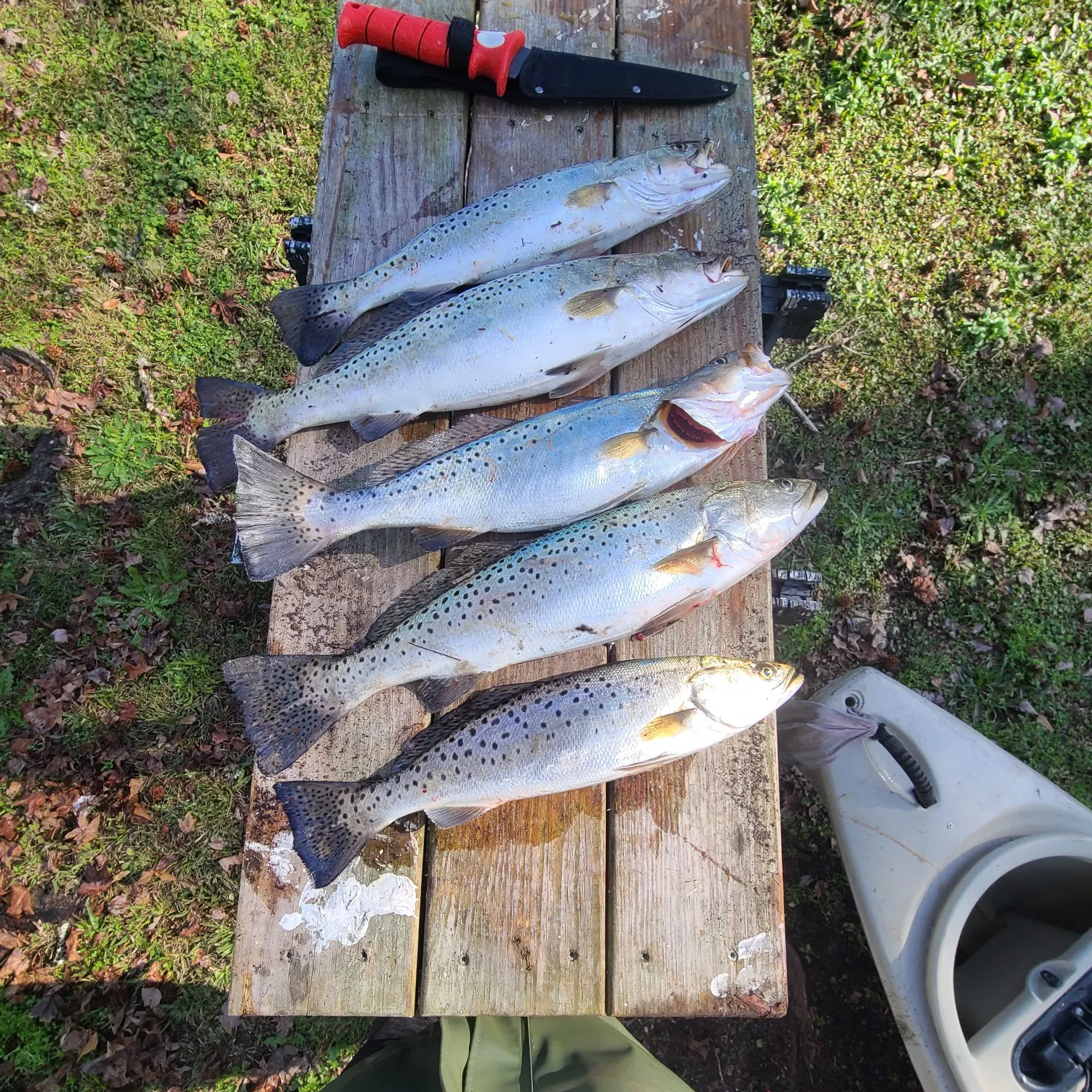 recently logged catches