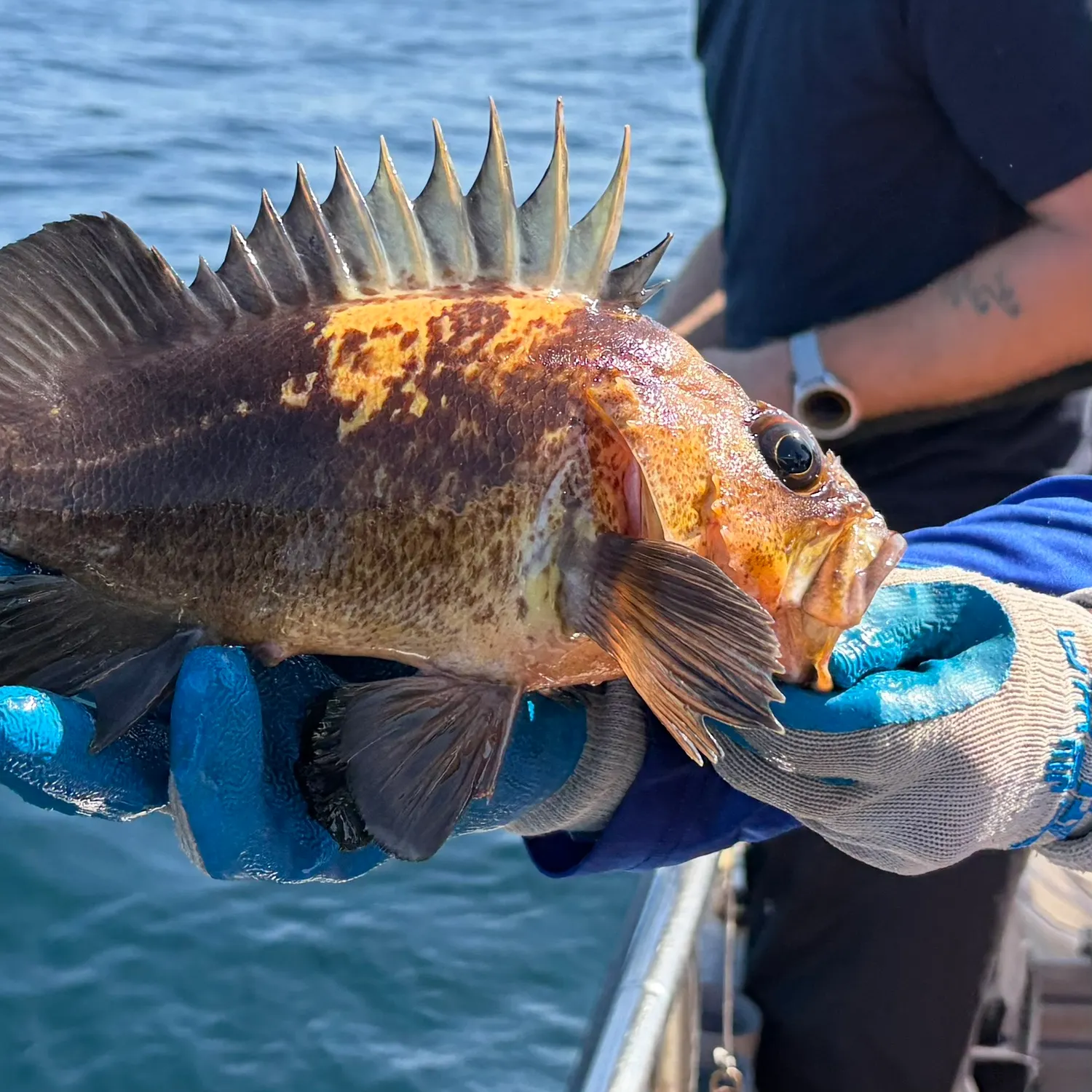 Quillback rockfish caught on Fishbrain