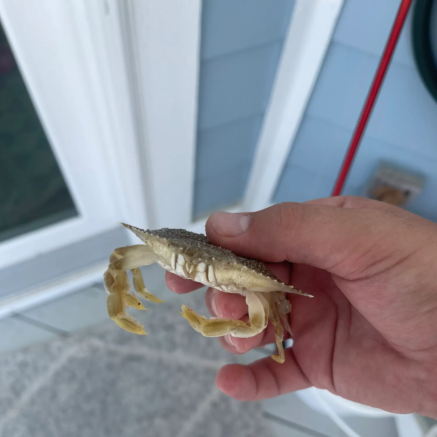 The most recent Dungeness crab catches on Fishbrain
