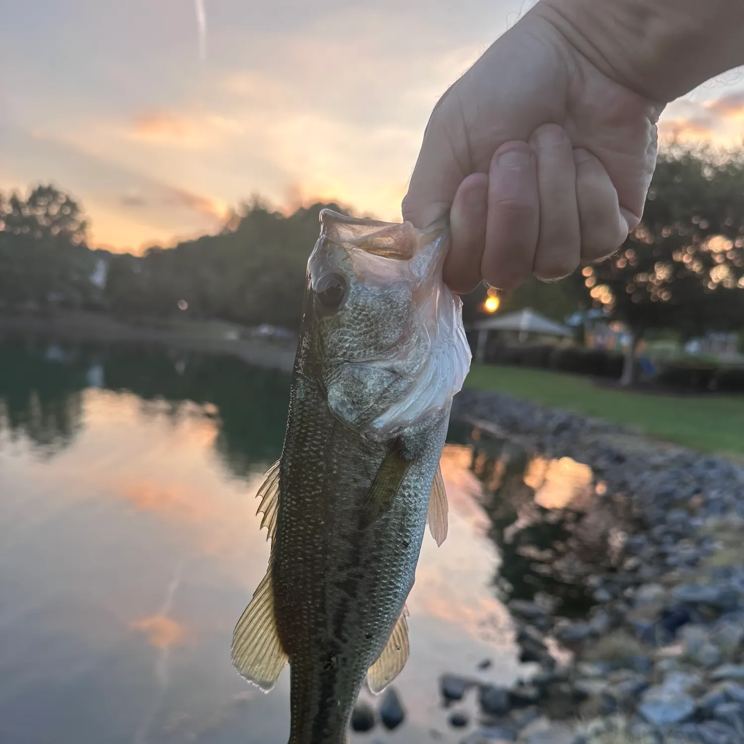 Largemouth bass caught on Fishbrain