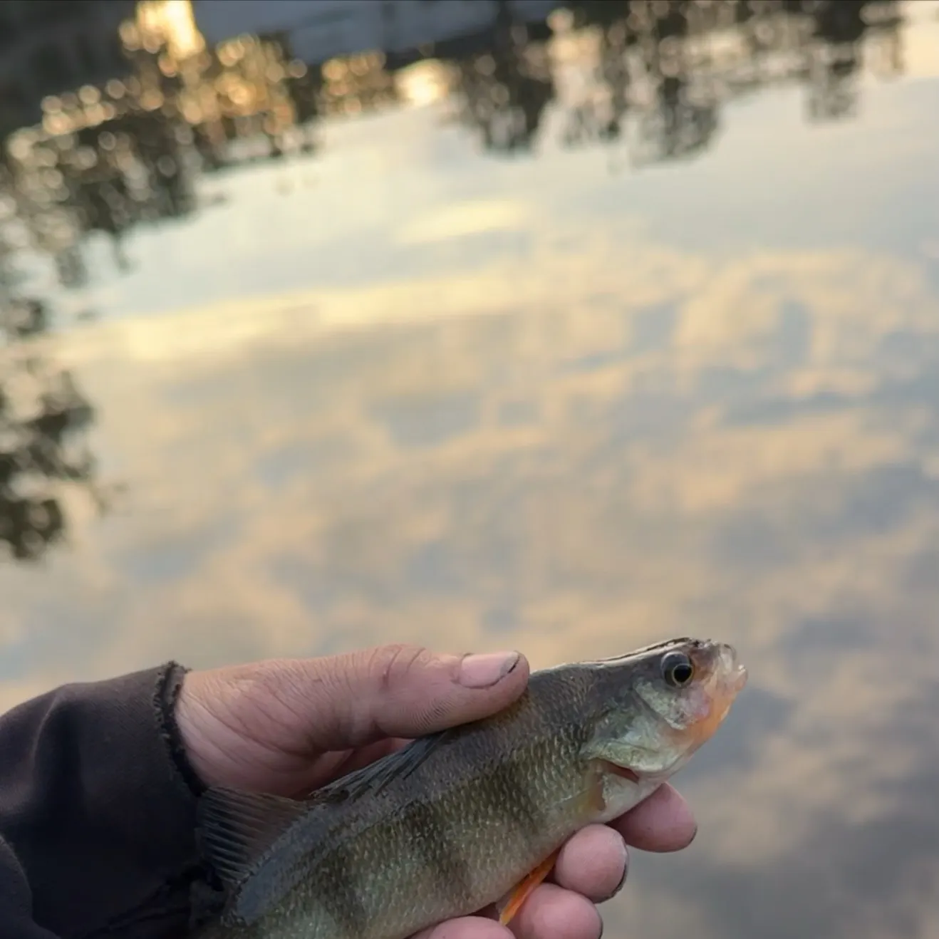 Yellow perch caught on Fishbrain