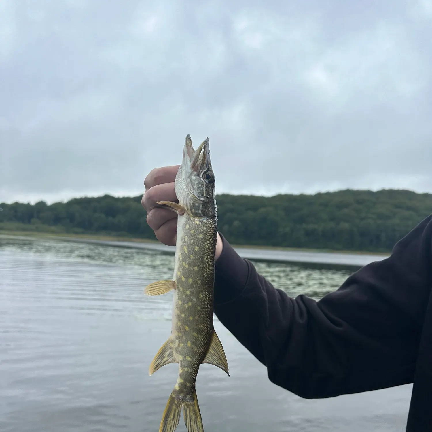 Northern pike caught on Fishbrain