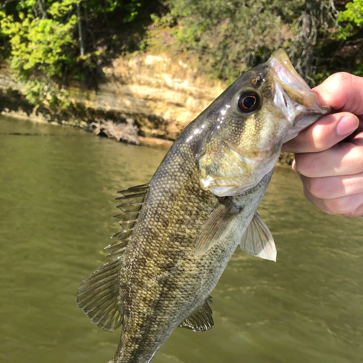 angler catch
