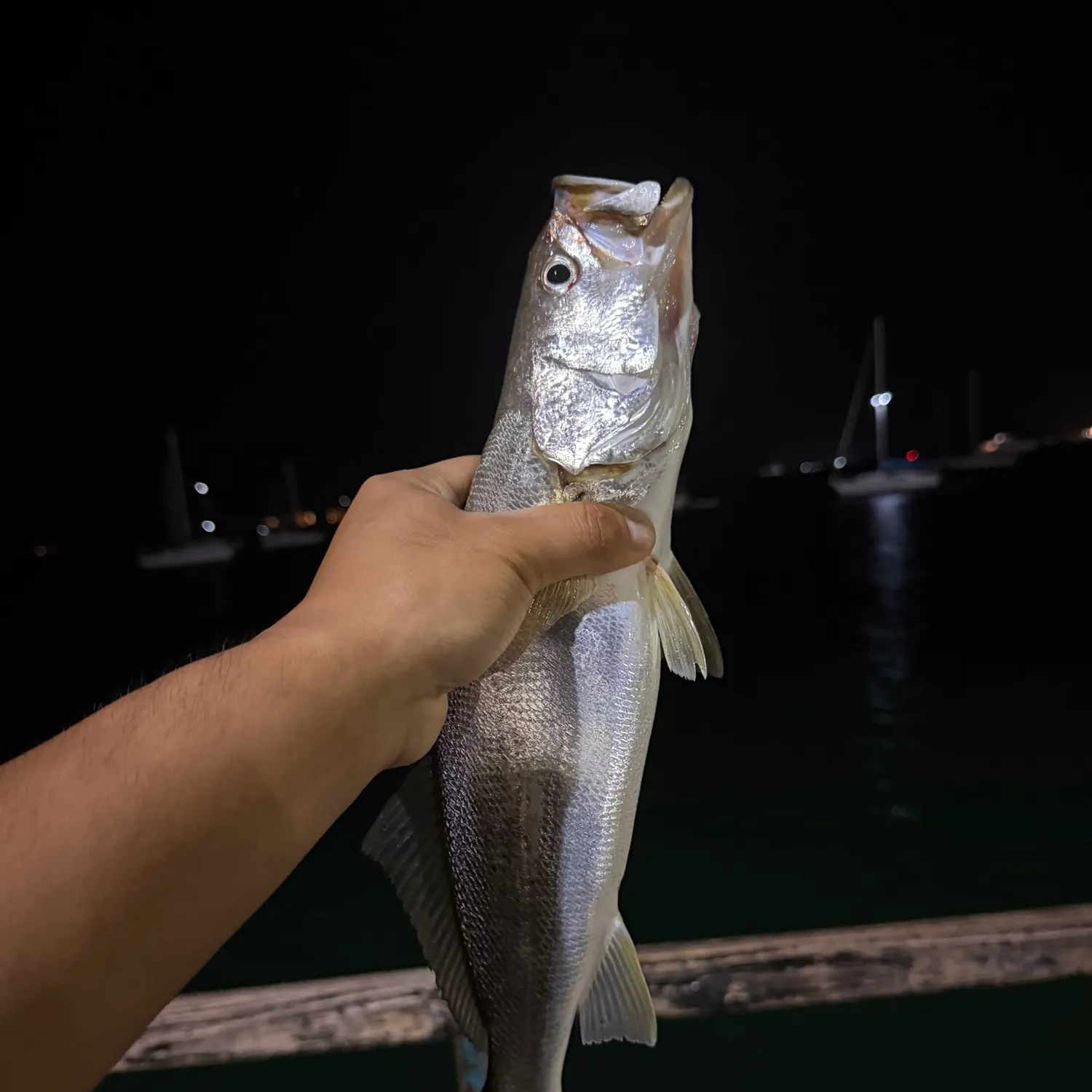 The most recent Gulf weakfish catches on Fishbrain