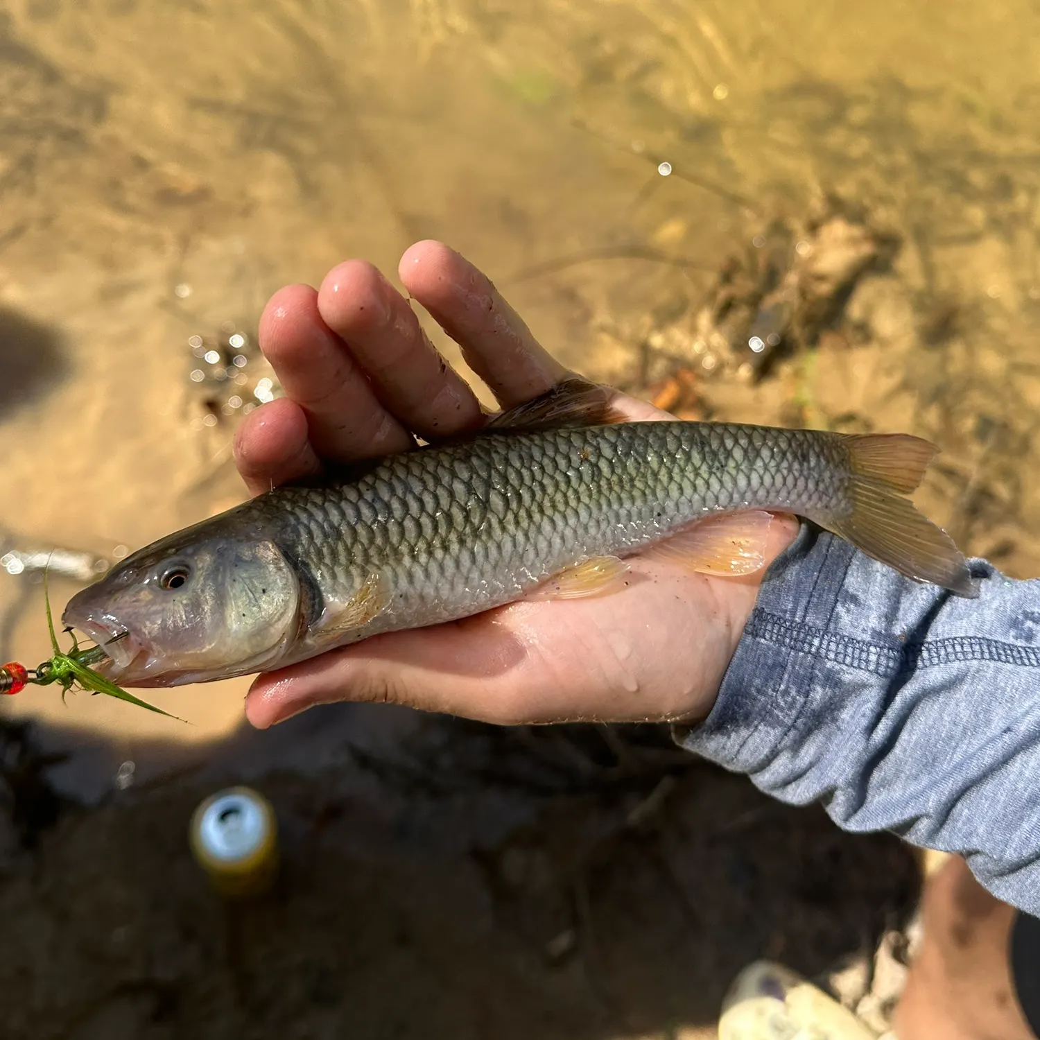 Bluehead chub caught on Fishbrain