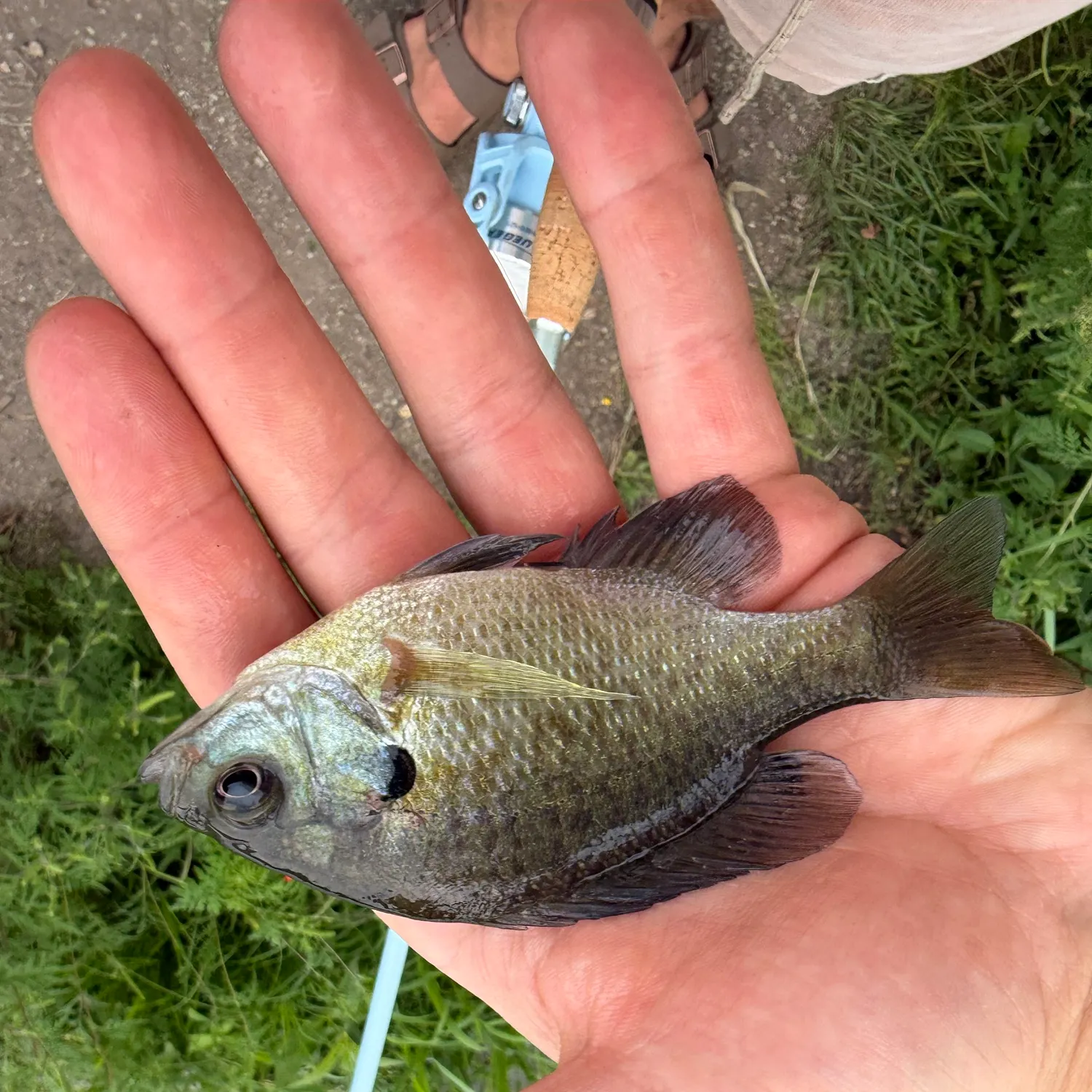 Bluegill caught on Fishbrain