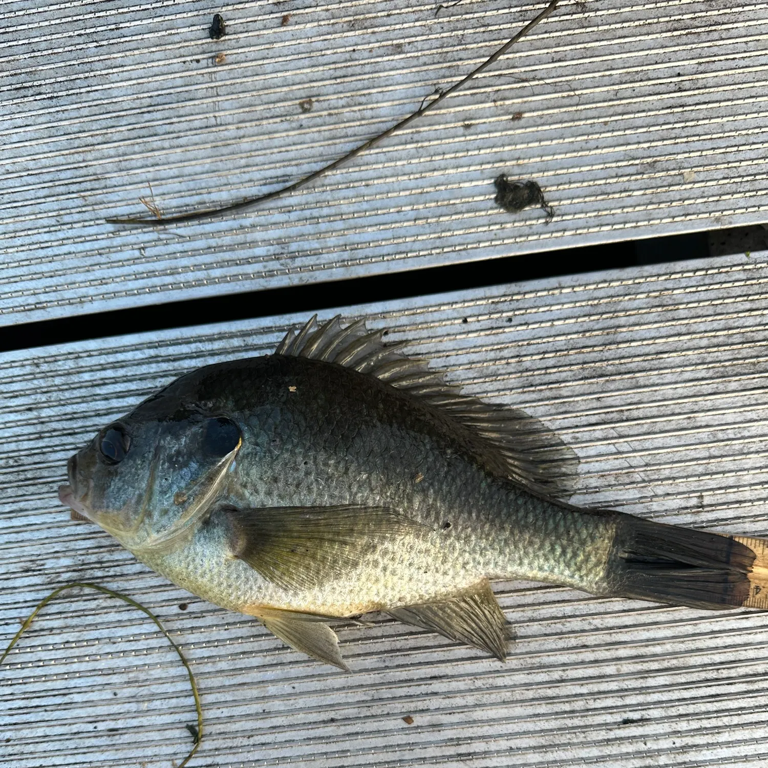 Bluegill caught on Fishbrain