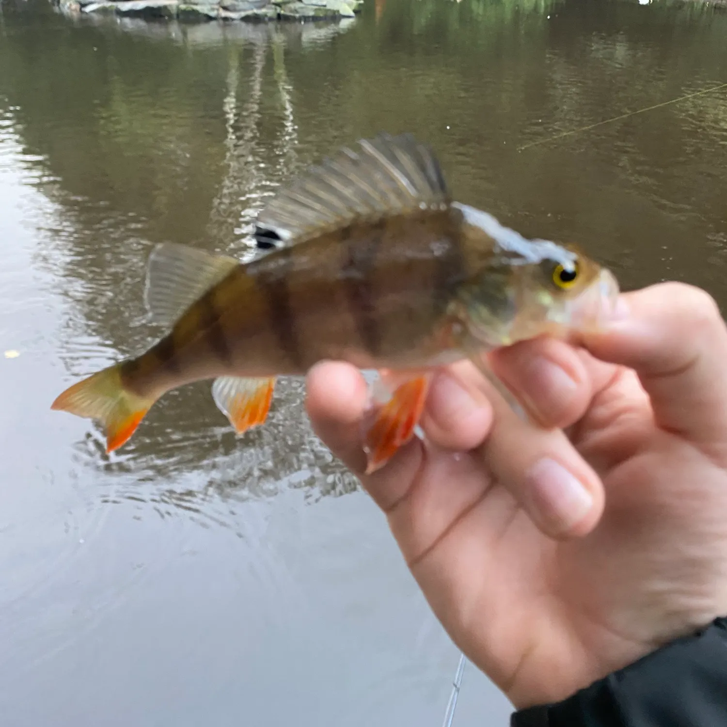 European perch caught on Fishbrain