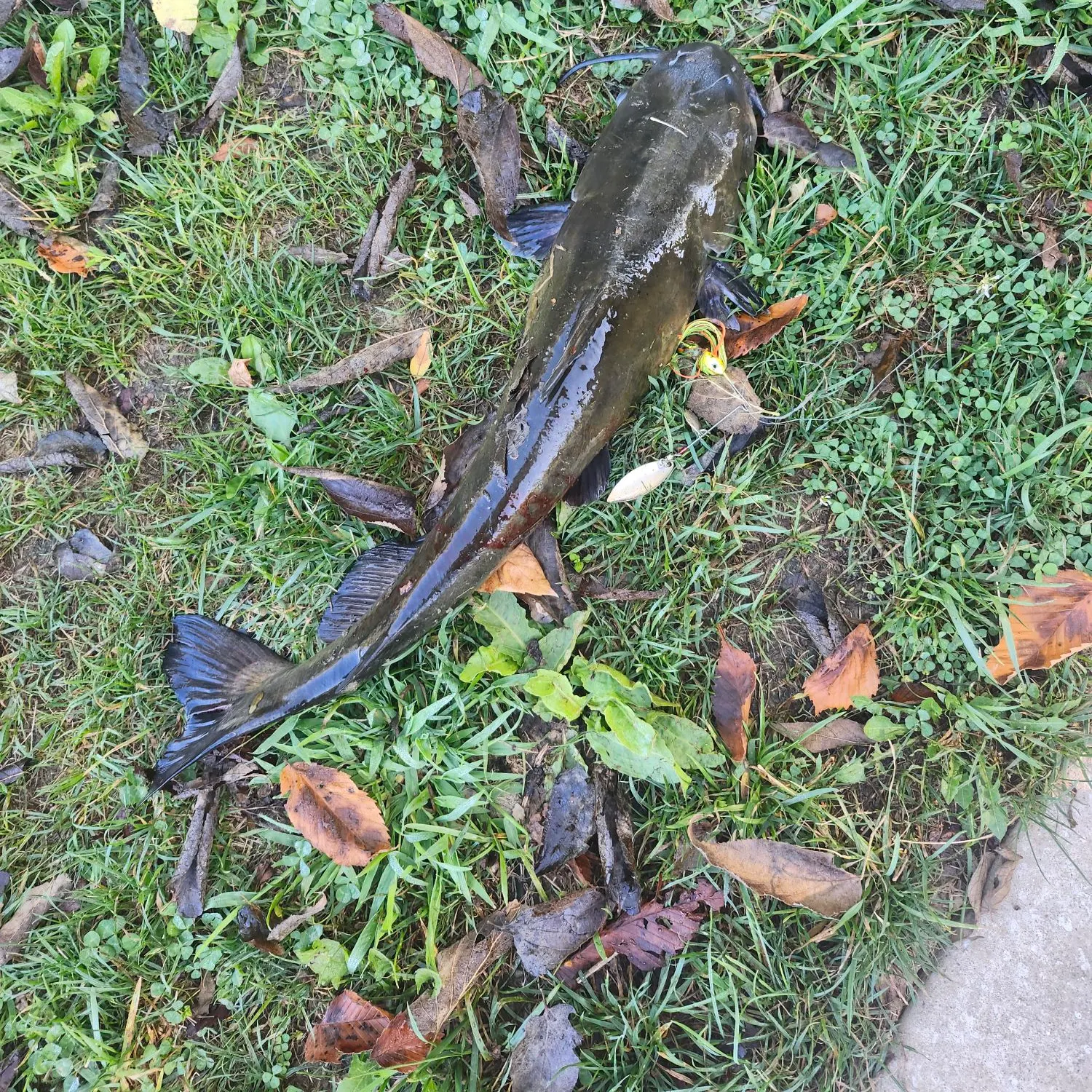 Flathead catfish caught on Fishbrain