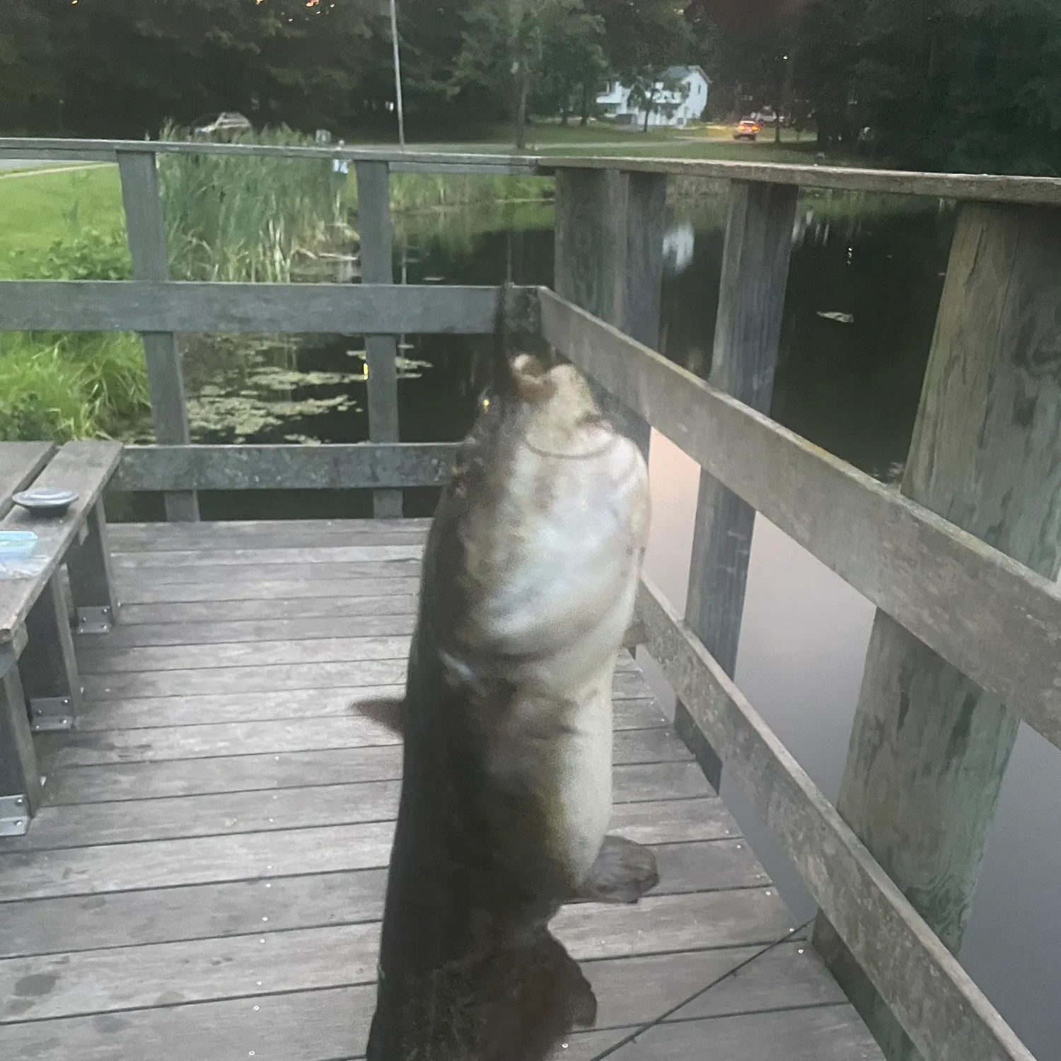 The most recent Brown bullhead catches on Fishbrain