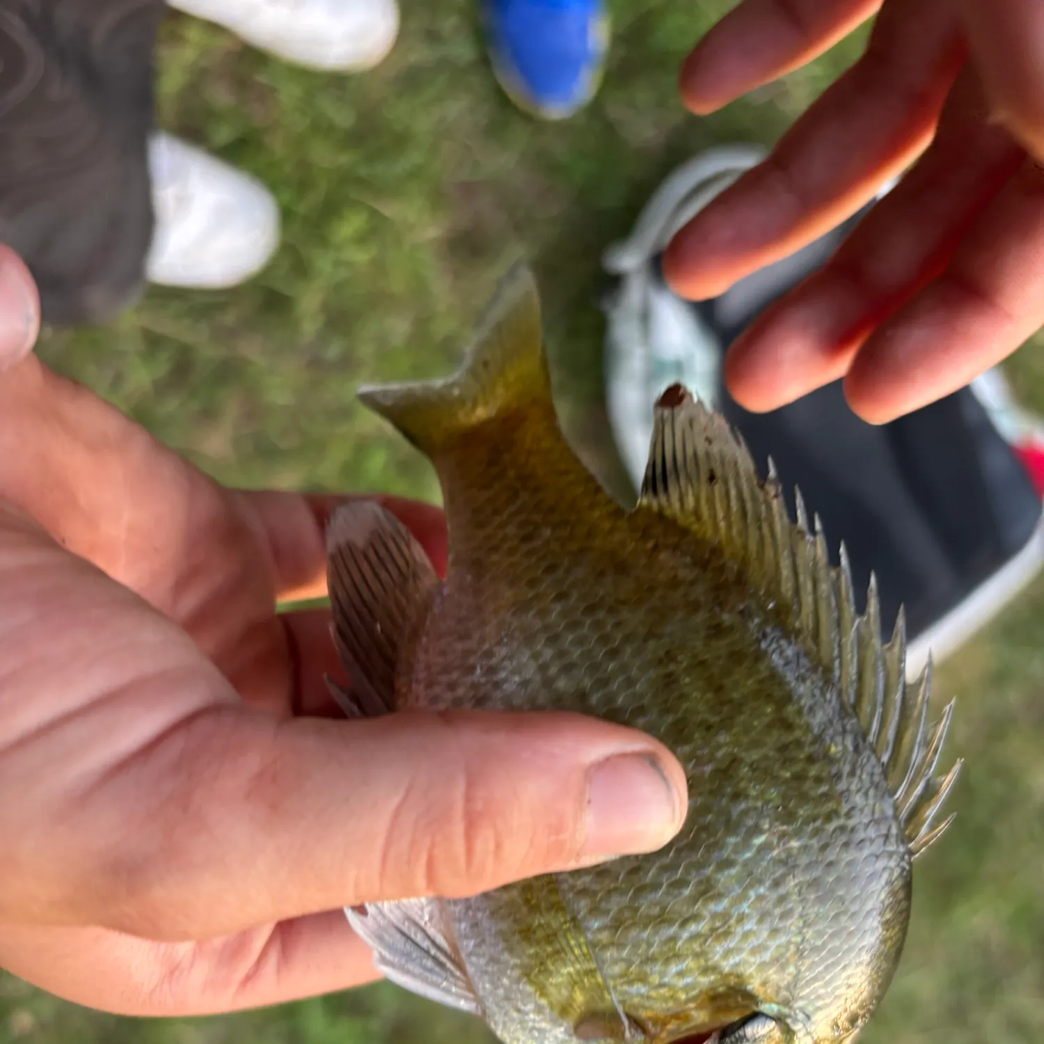 Bluegill caught on Fishbrain