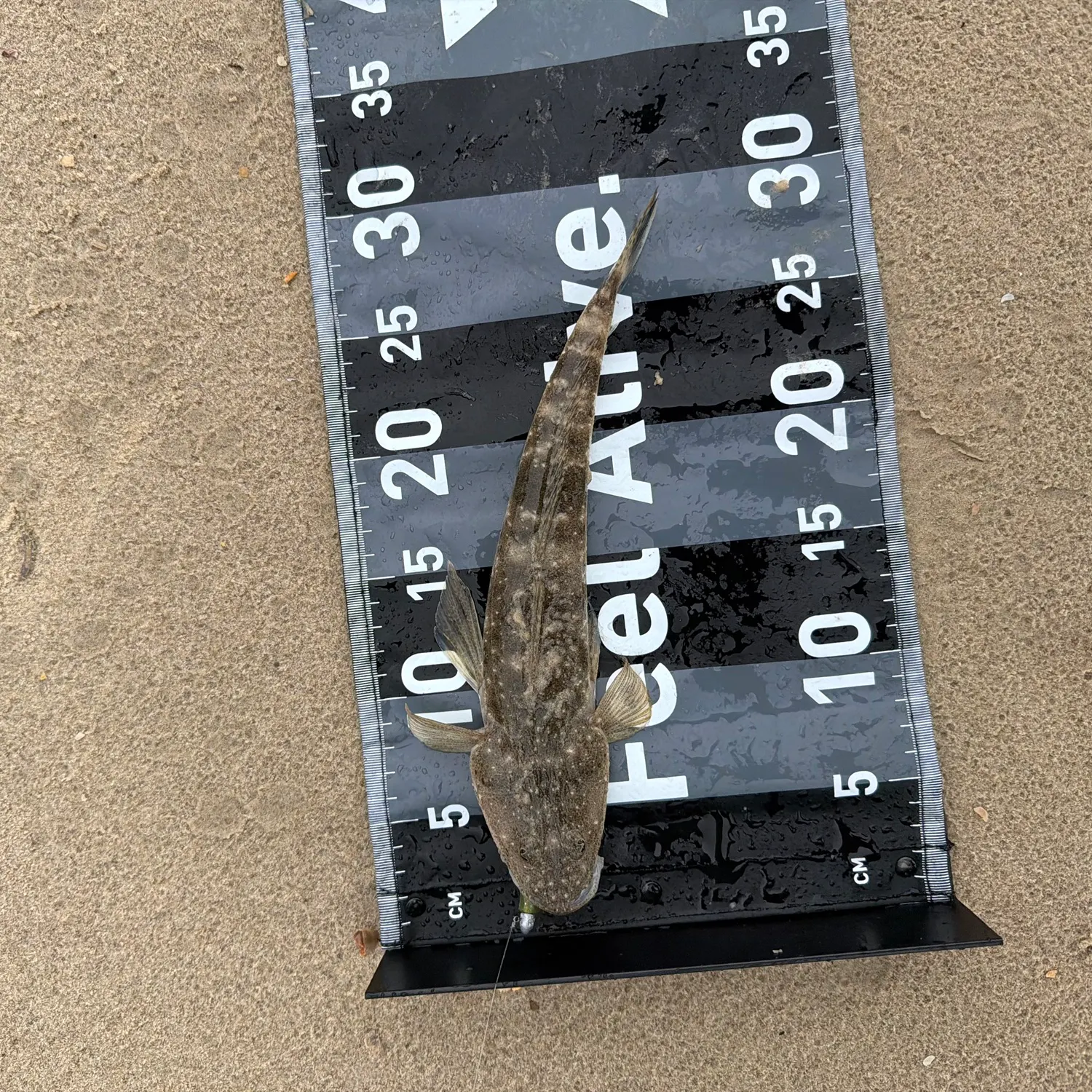 Dusky flathead caught on Fishbrain