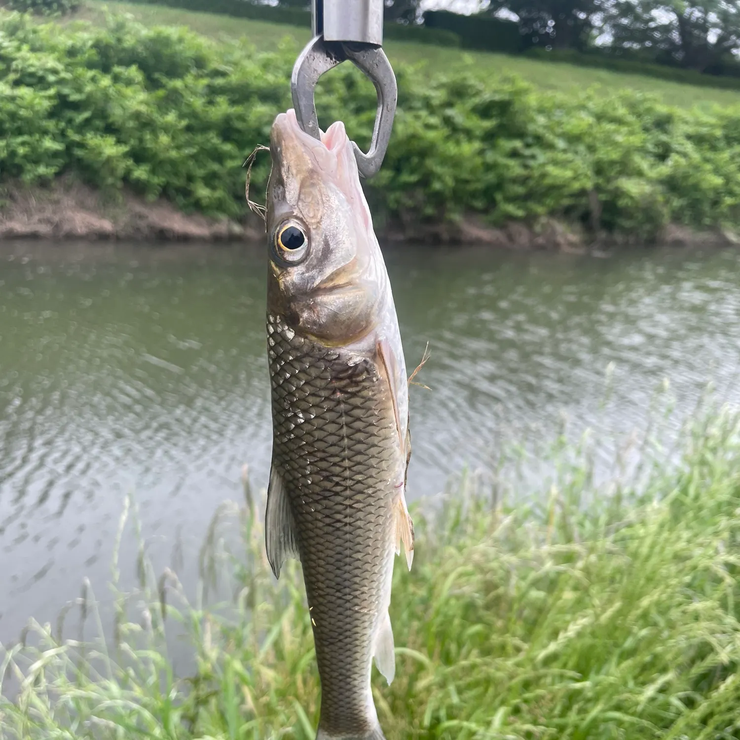 The most recent Barbel steed catches on Fishbrain