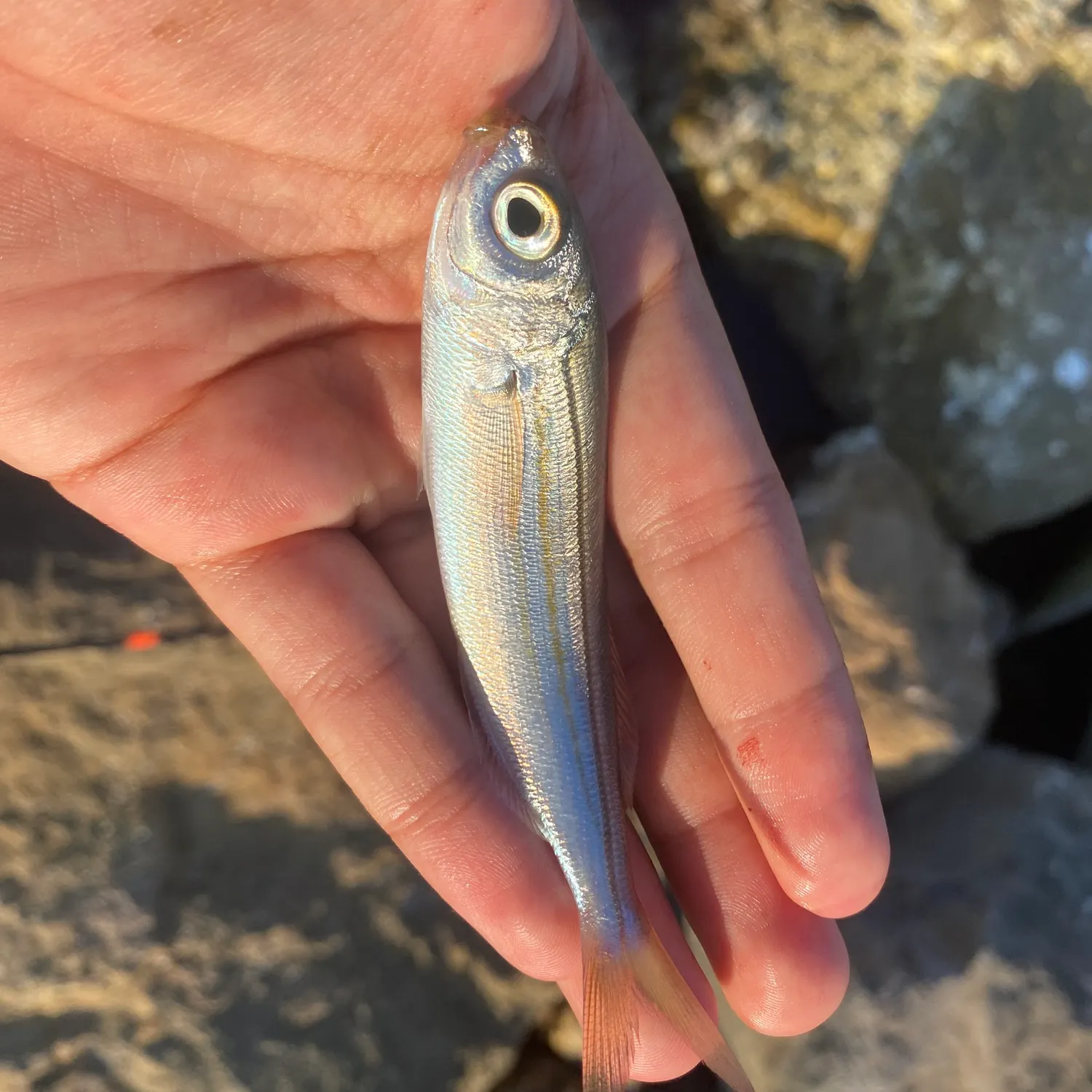 The most recent Bogue catches on Fishbrain