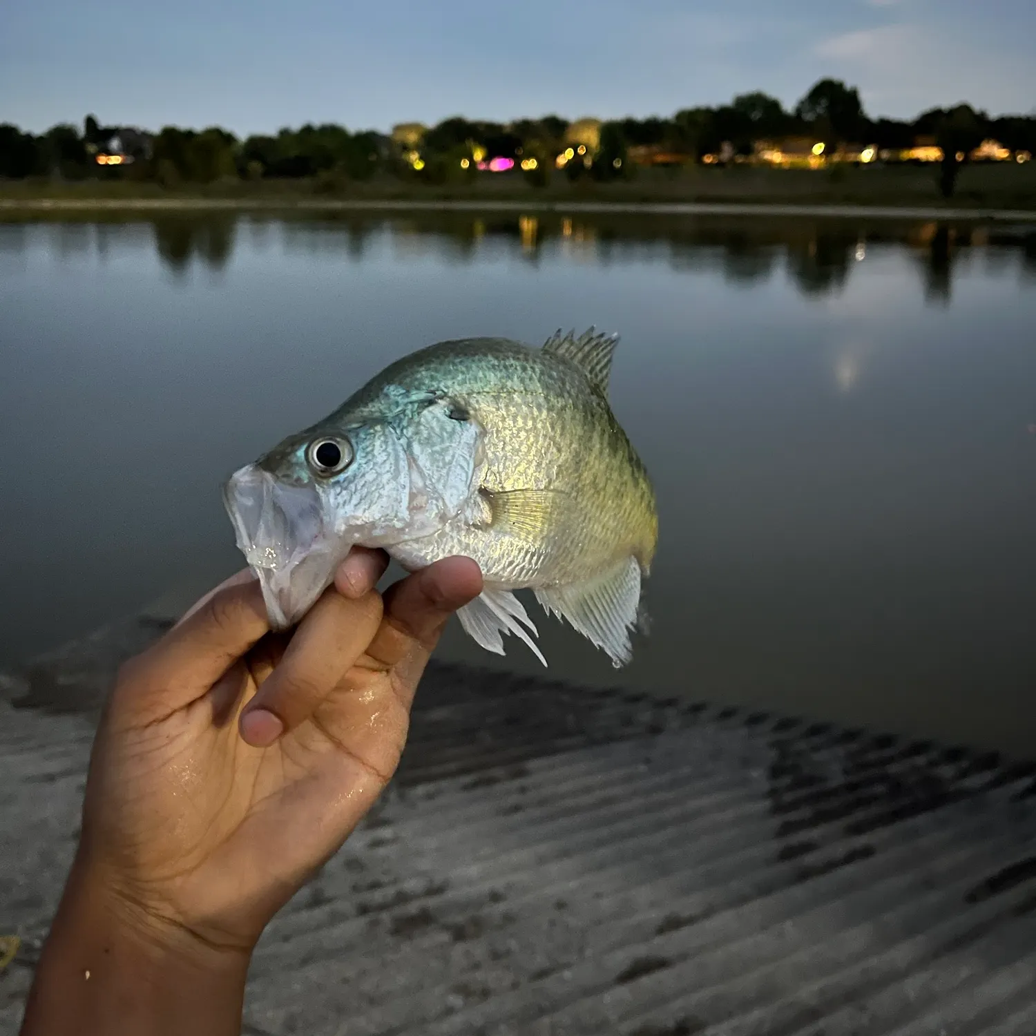 The most recent White crappie catches on Fishbrain