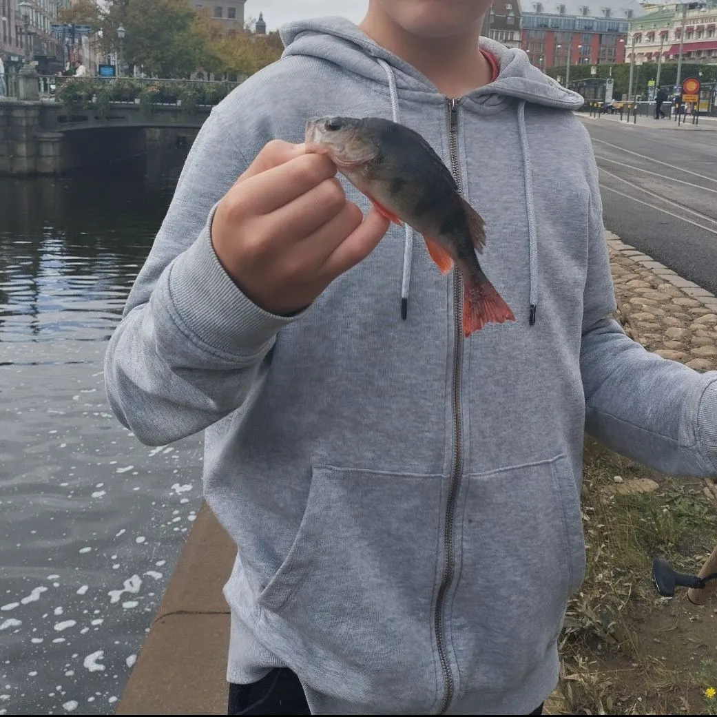 European perch caught on Fishbrain
