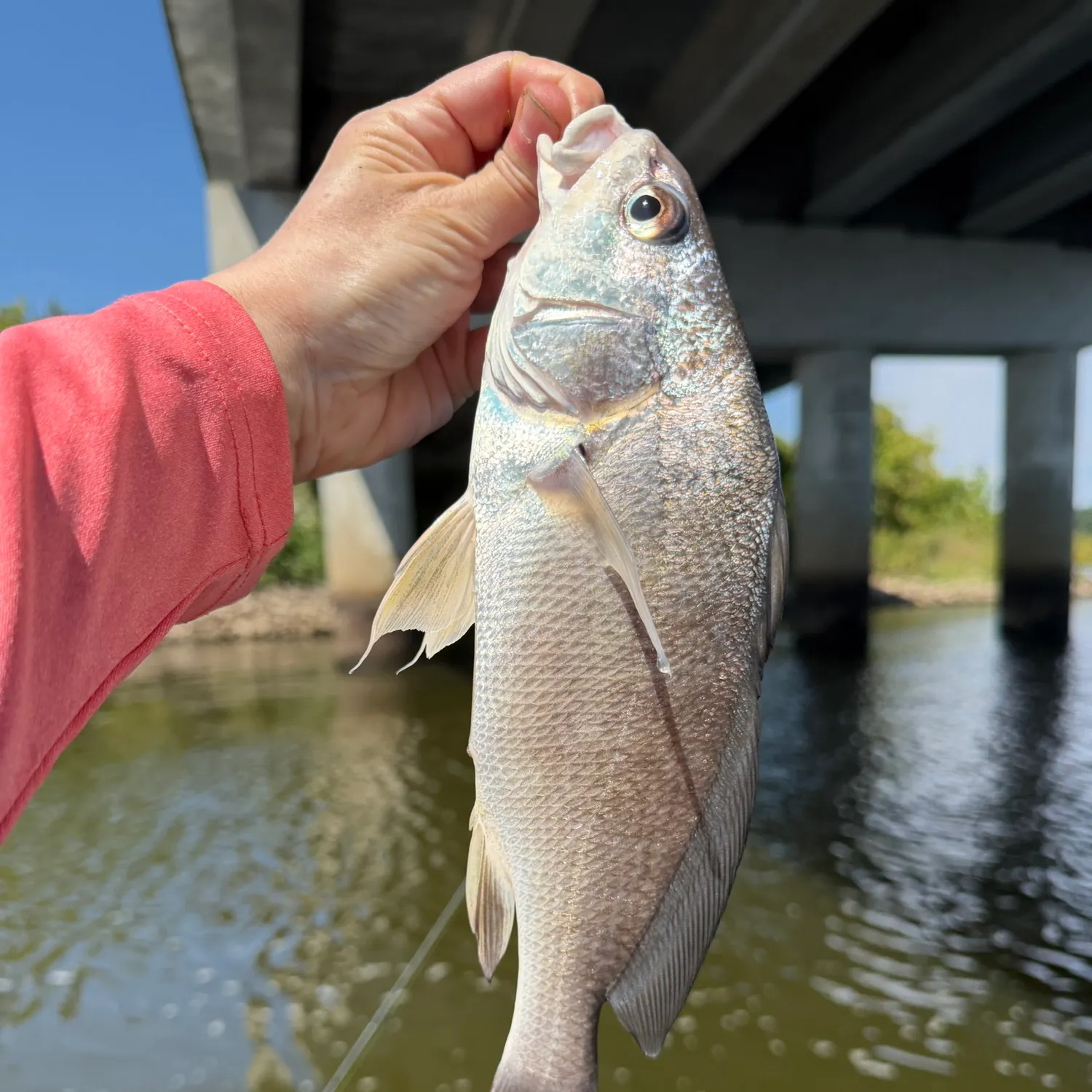Freshwater drum caught on Fishbrain