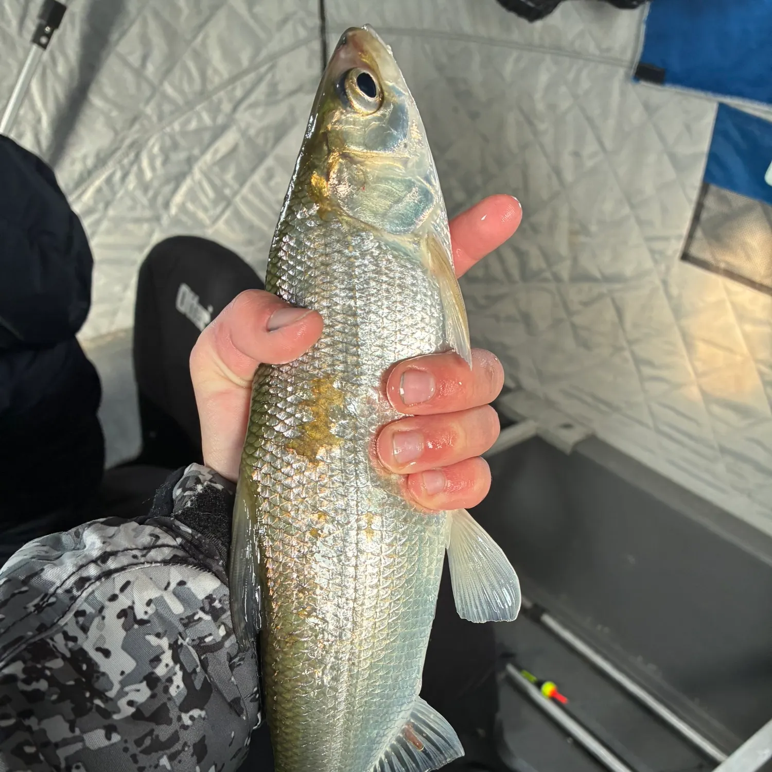 The most recent Lake whitefish catches on Fishbrain