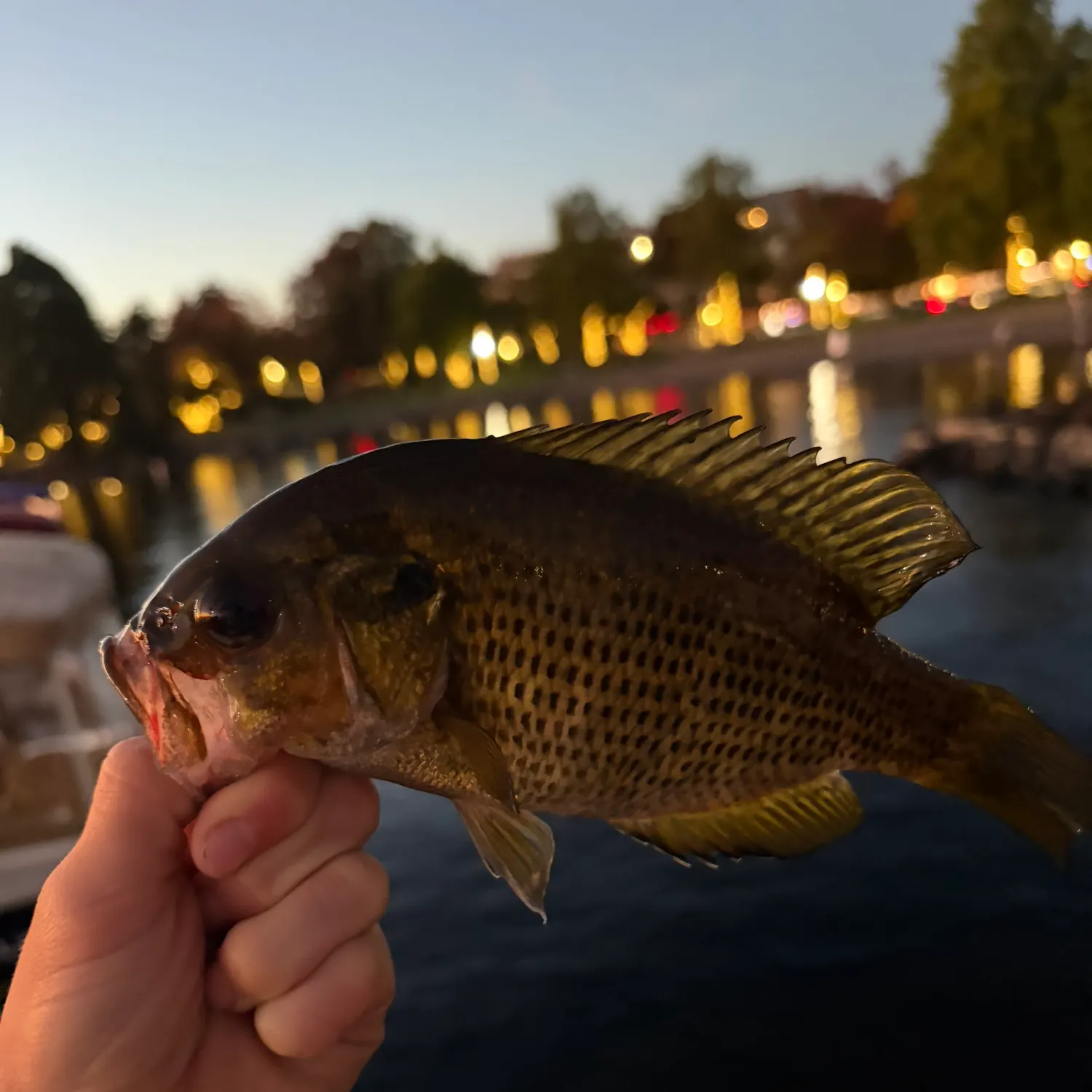 Rock bass caught on Fishbrain