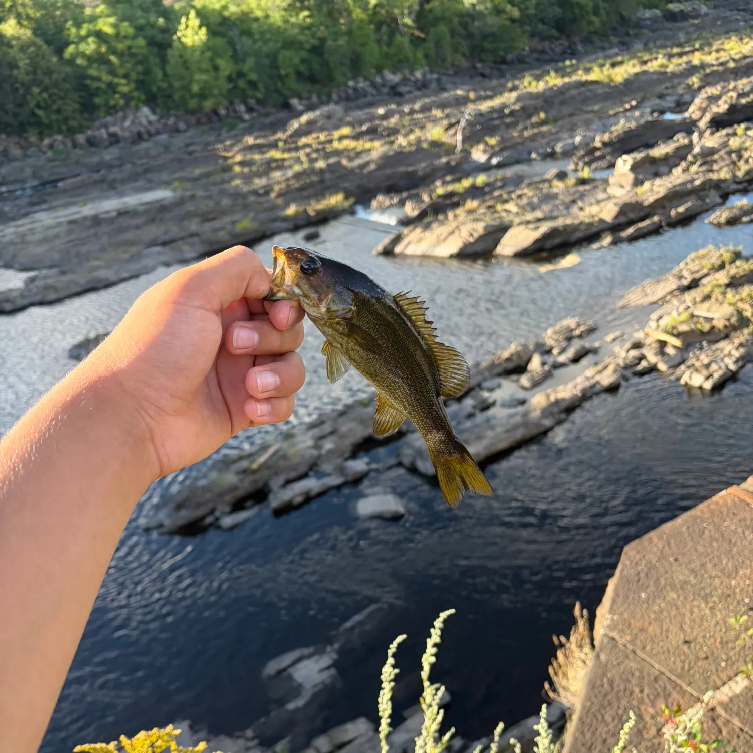 Smallmouth bass caught on Fishbrain