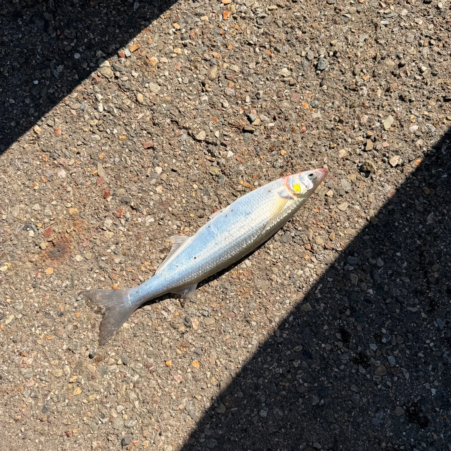 Surf smelt caught on Fishbrain