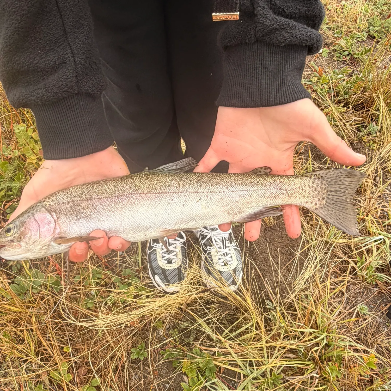 The most recent Rainbow trout catches on Fishbrain