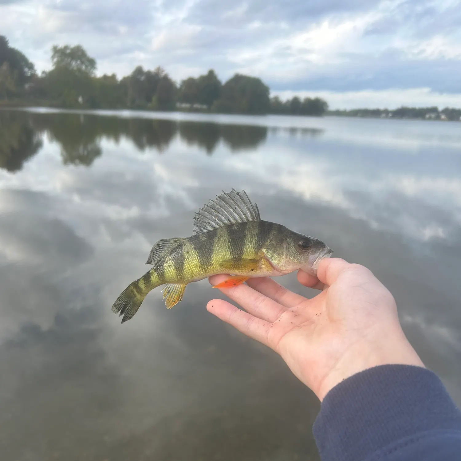 Yellow perch caught on Fishbrain