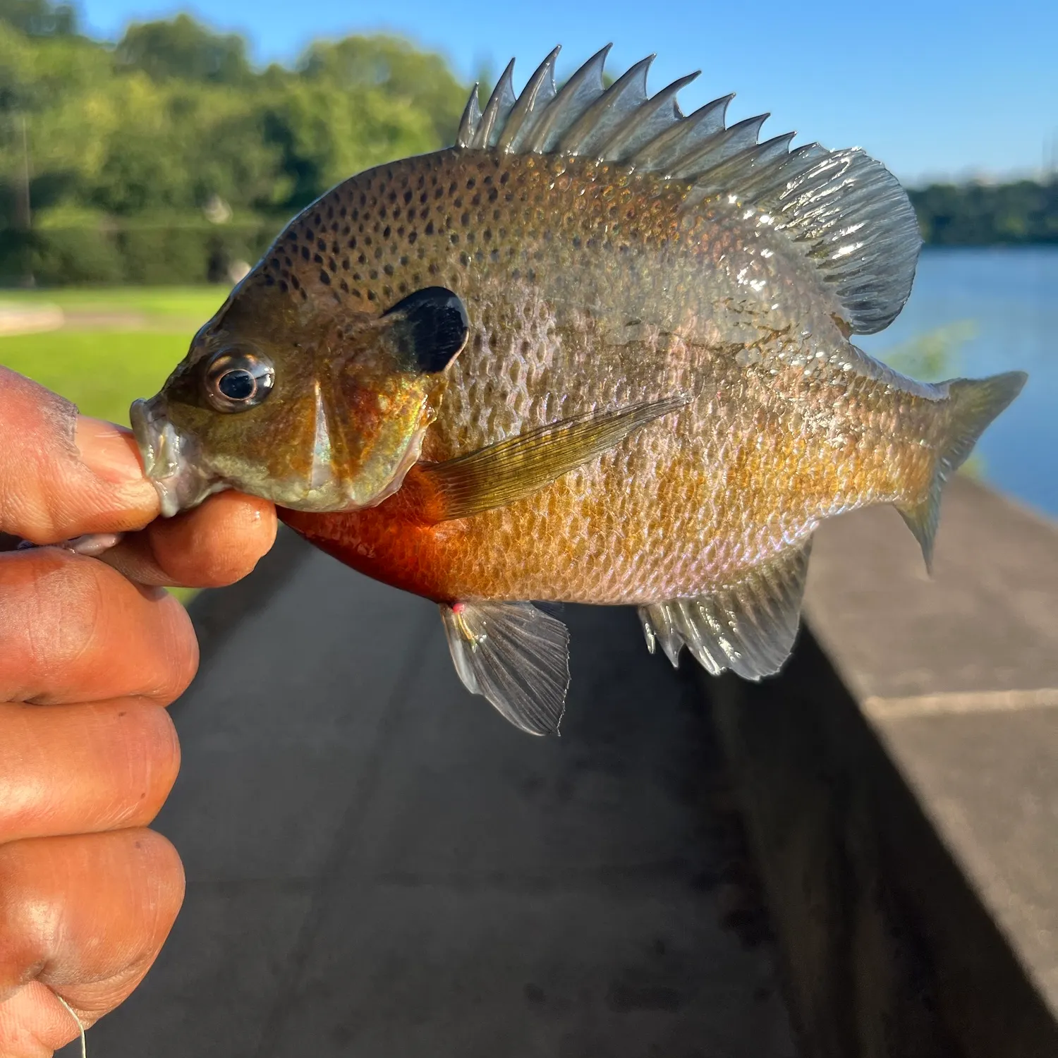 catch